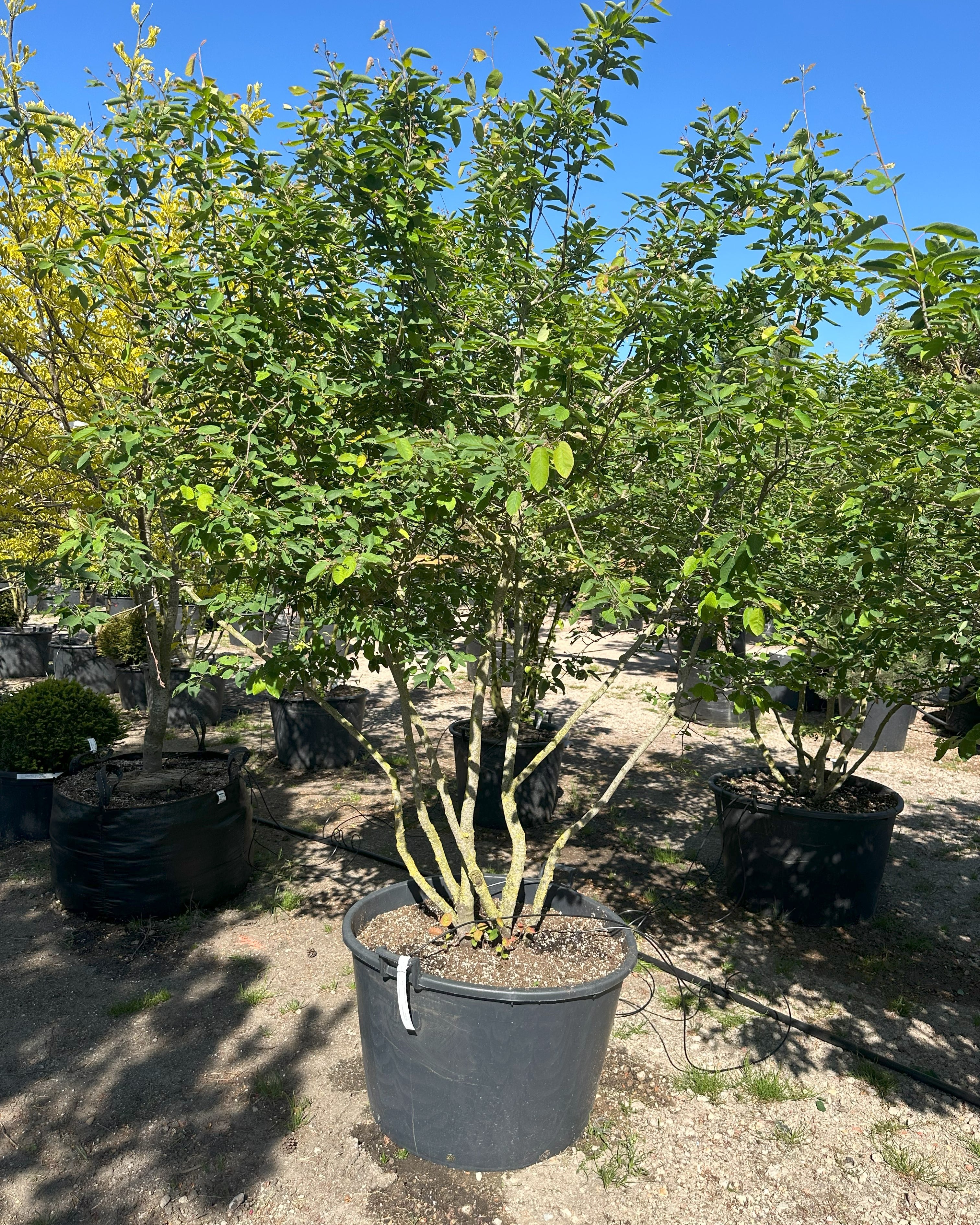 Skulpturelt multistammer Bærmispel, amelanchier lamarckii med bred krone