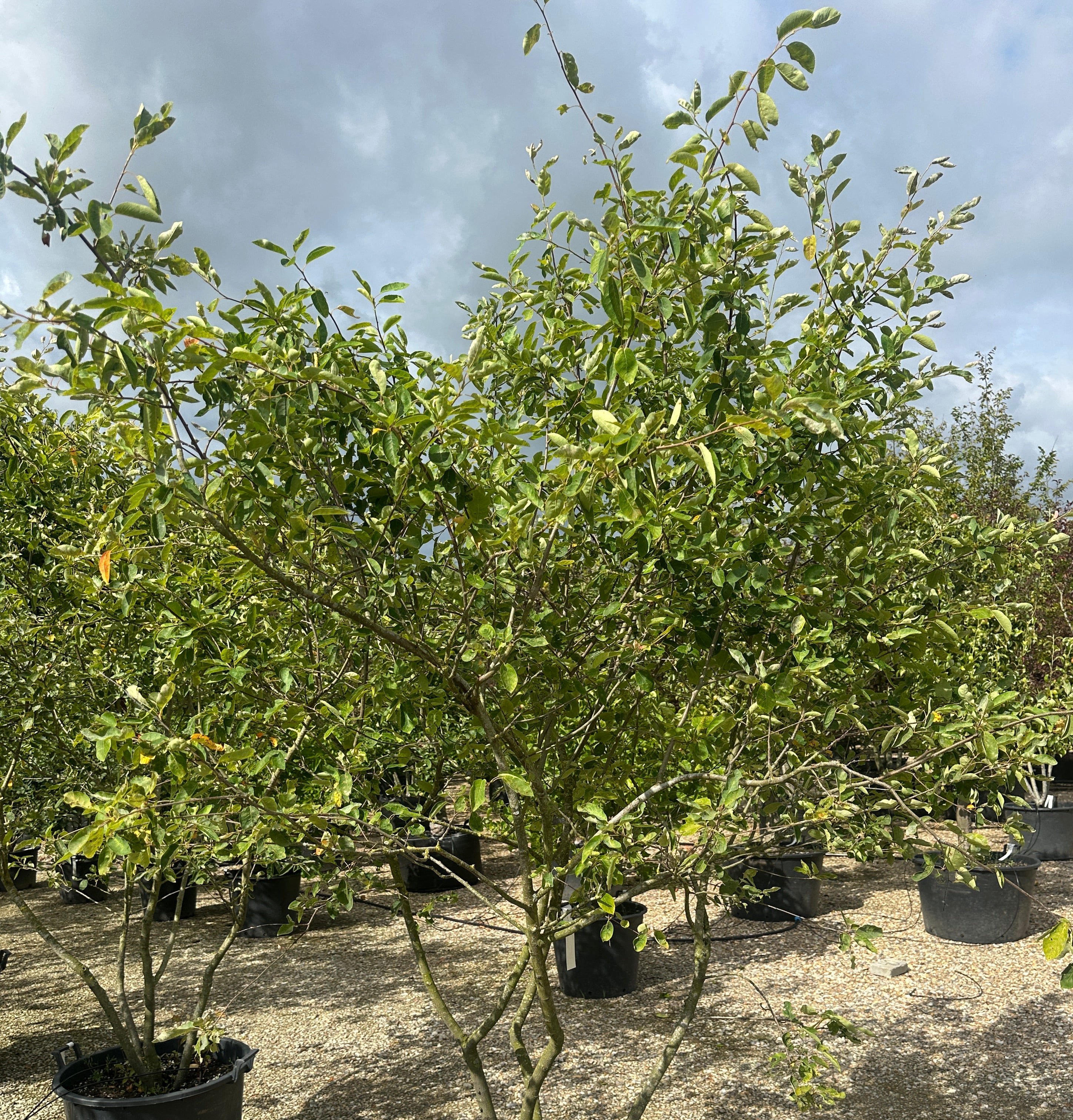 Skulpturel multistammet bærmispel, Amelanchier Lamarckii