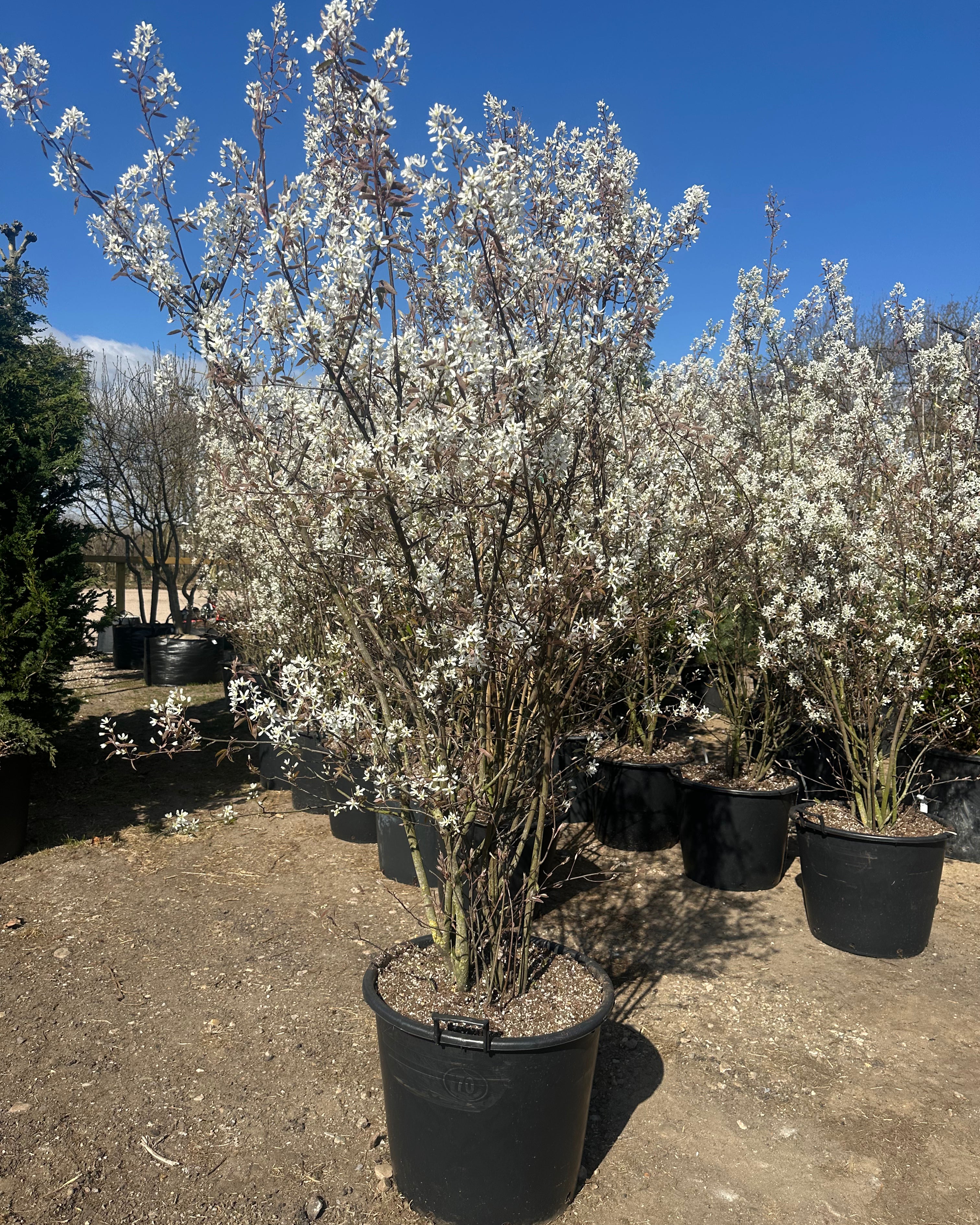 Rigt Blomstrende bærmispel, Amelanchier lamarckii