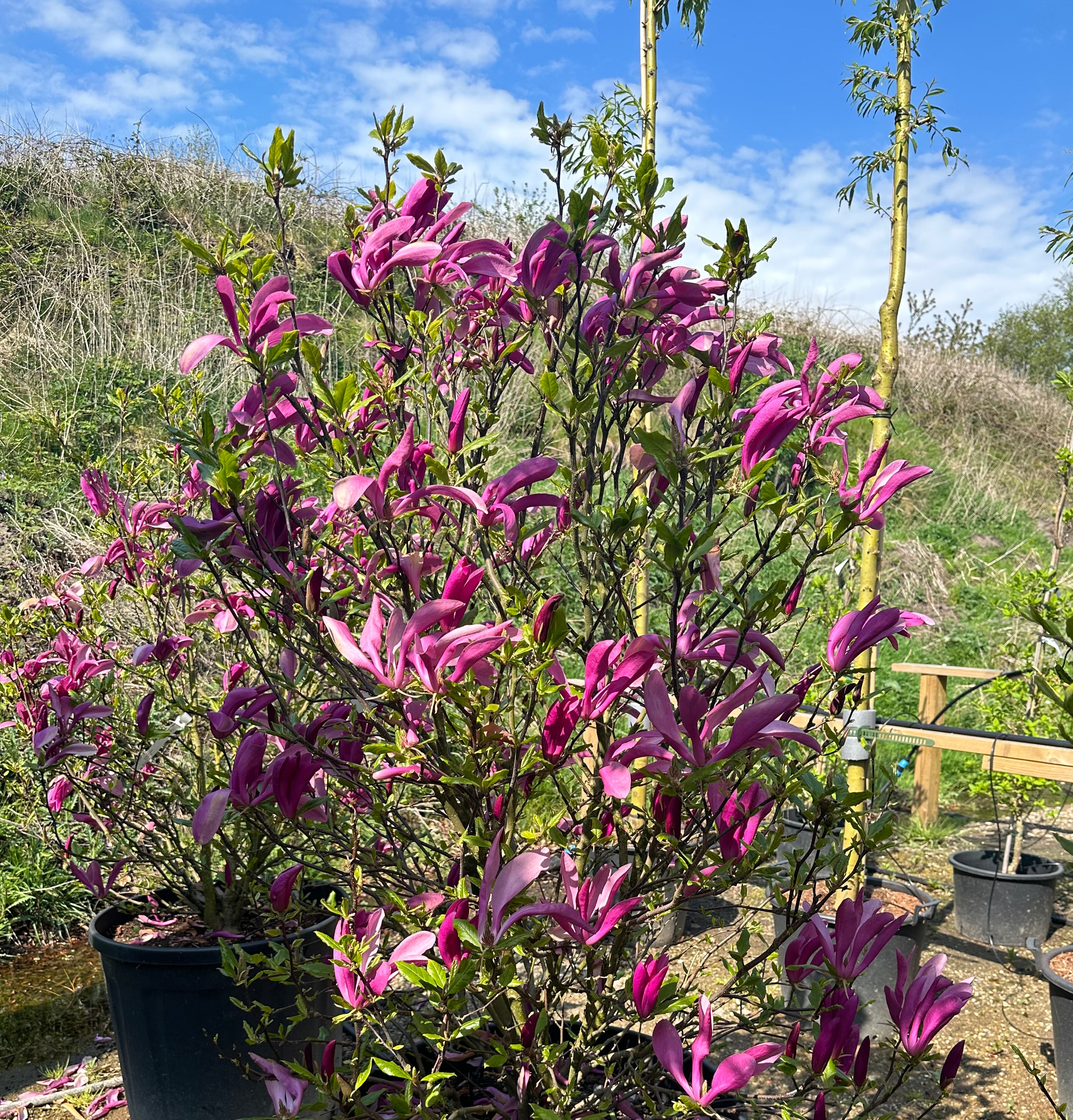 Kraftig busket Magnolie Susan der er rigt blomstrende i April-maj mdr.
