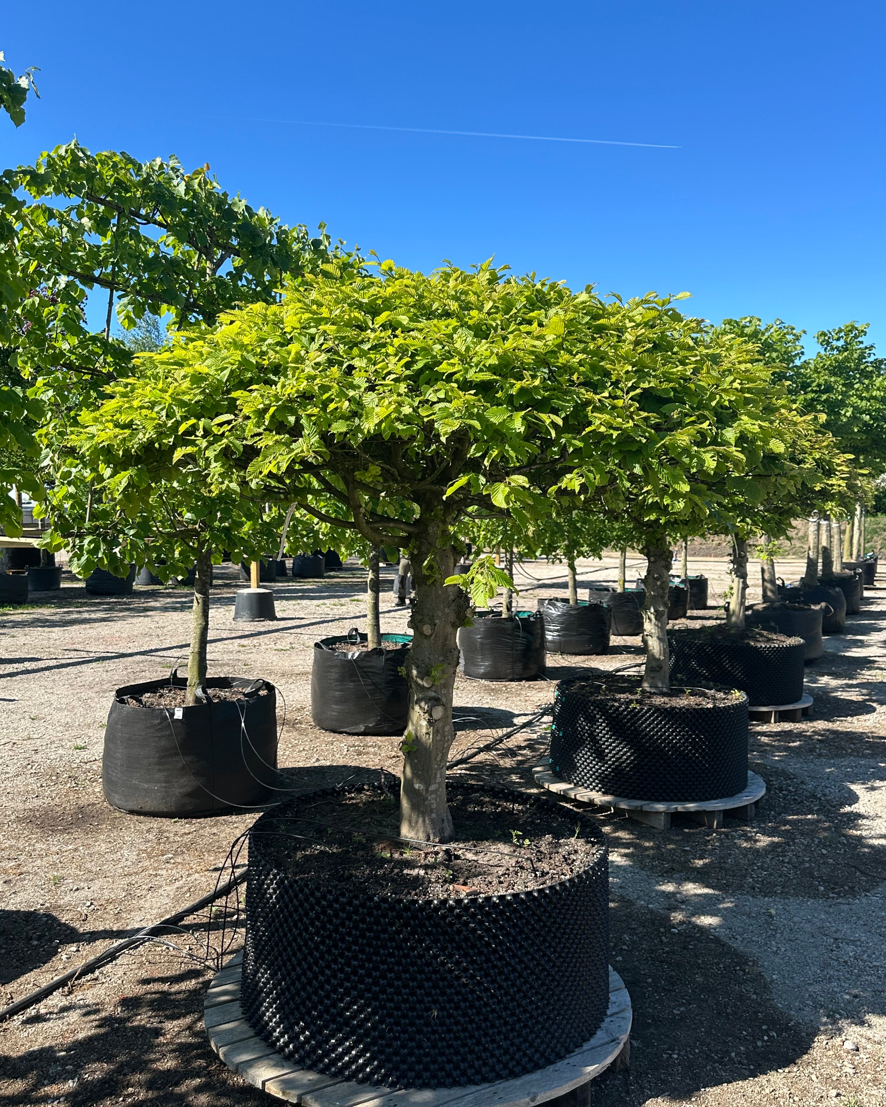 Opstammet og kugleformet 'Carpinus betulus'-avnbøg, hvor den tætte, helt symmetrisk runde krone af friske, grønne blade sidder på en bar, lige grå stamme.