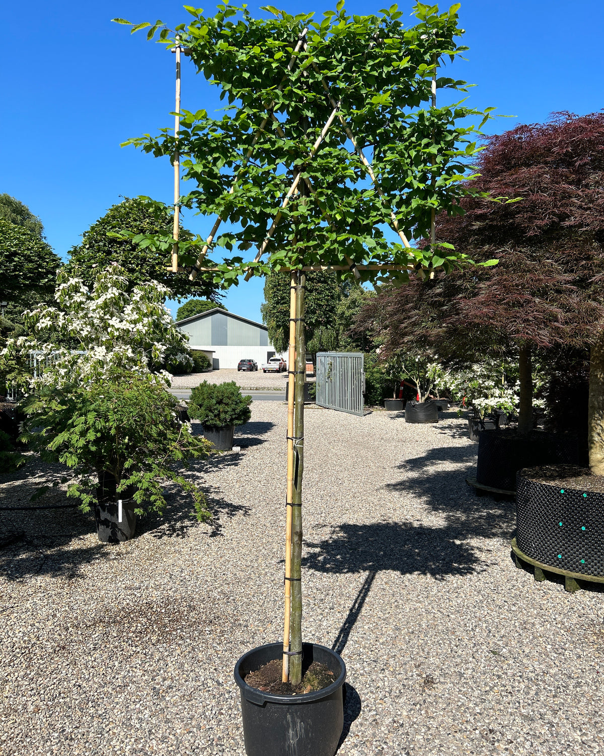 Svævende hæk af 'Carpinus betulus'-avnbøg, hvor en bar, grå stamme bærer en tæt, rektangulært formklippet krone med friske, grønne blade.