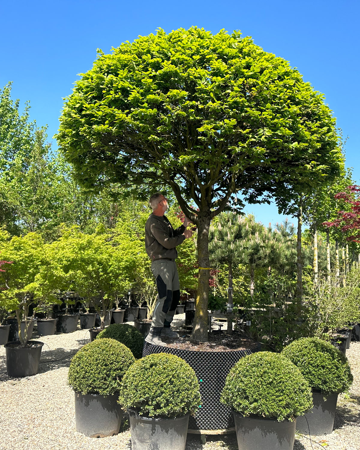 Paraplyformet 'Carpinus betulus'-avnbøg, hvor den brede, flade og overhængende krone af friske, grønne blade danner en tæt skærm på en bar, grå stamme.