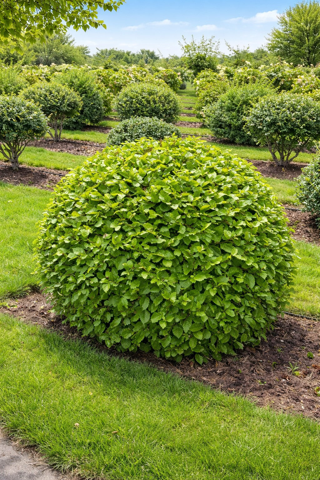 Kugleklippet avnbøg