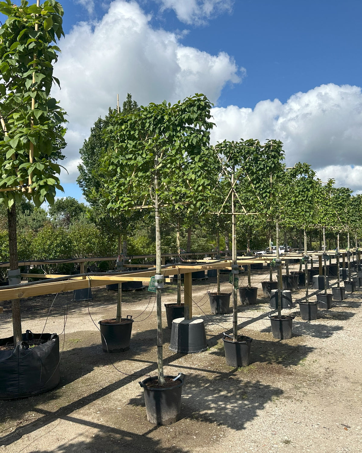 Svævende hæk af Carpinus betulus Lucas i en have, hvor kronen er formet som en tæt, rektangulær grøn væg hævet over jorden på en opret, bar stamme.