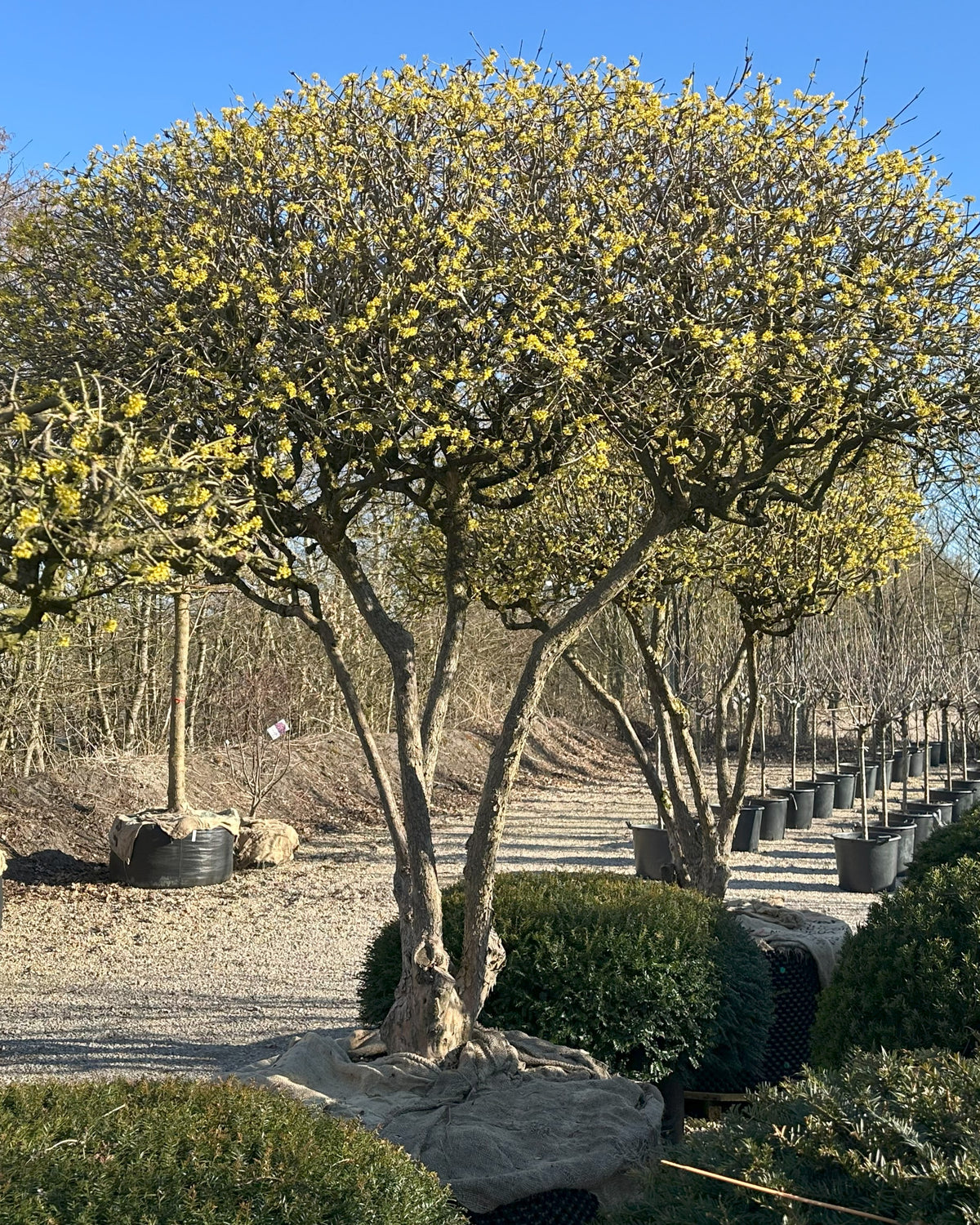 Paraplyformet 'Cornus mas'-kirsebærkornel i det tidlige forår, hvor den brede, flade krone af nøgne, bare grene står tæt besat med små, lysende gule blomsterknopper før løvspring.