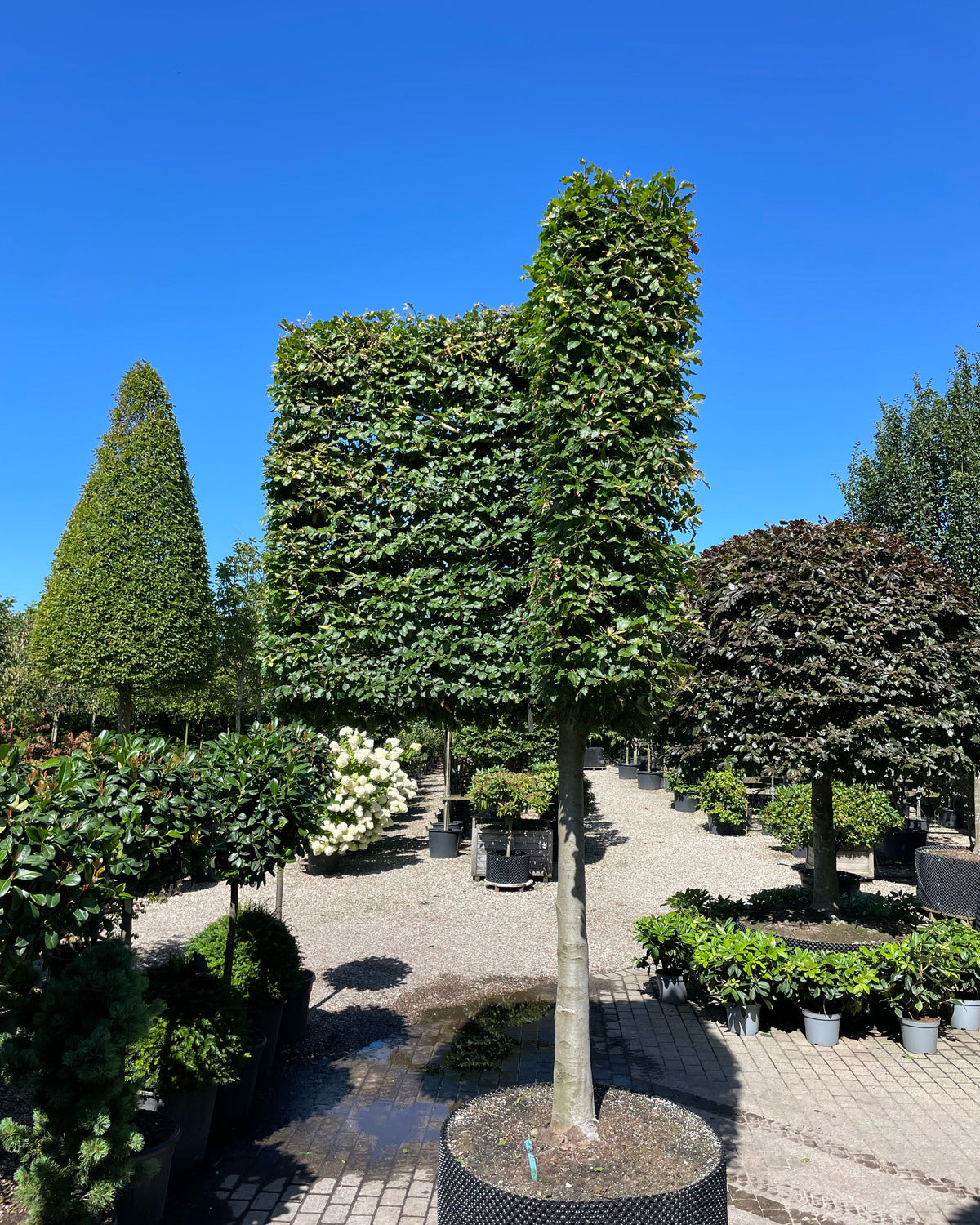 En vinklet svævende hæk af 'Fagus sylvatica'-bøgetræer, hvor de opstammede kroner er formklippet i en skarp vinkel og danner en sammenhængende, grøn mur over jorden.