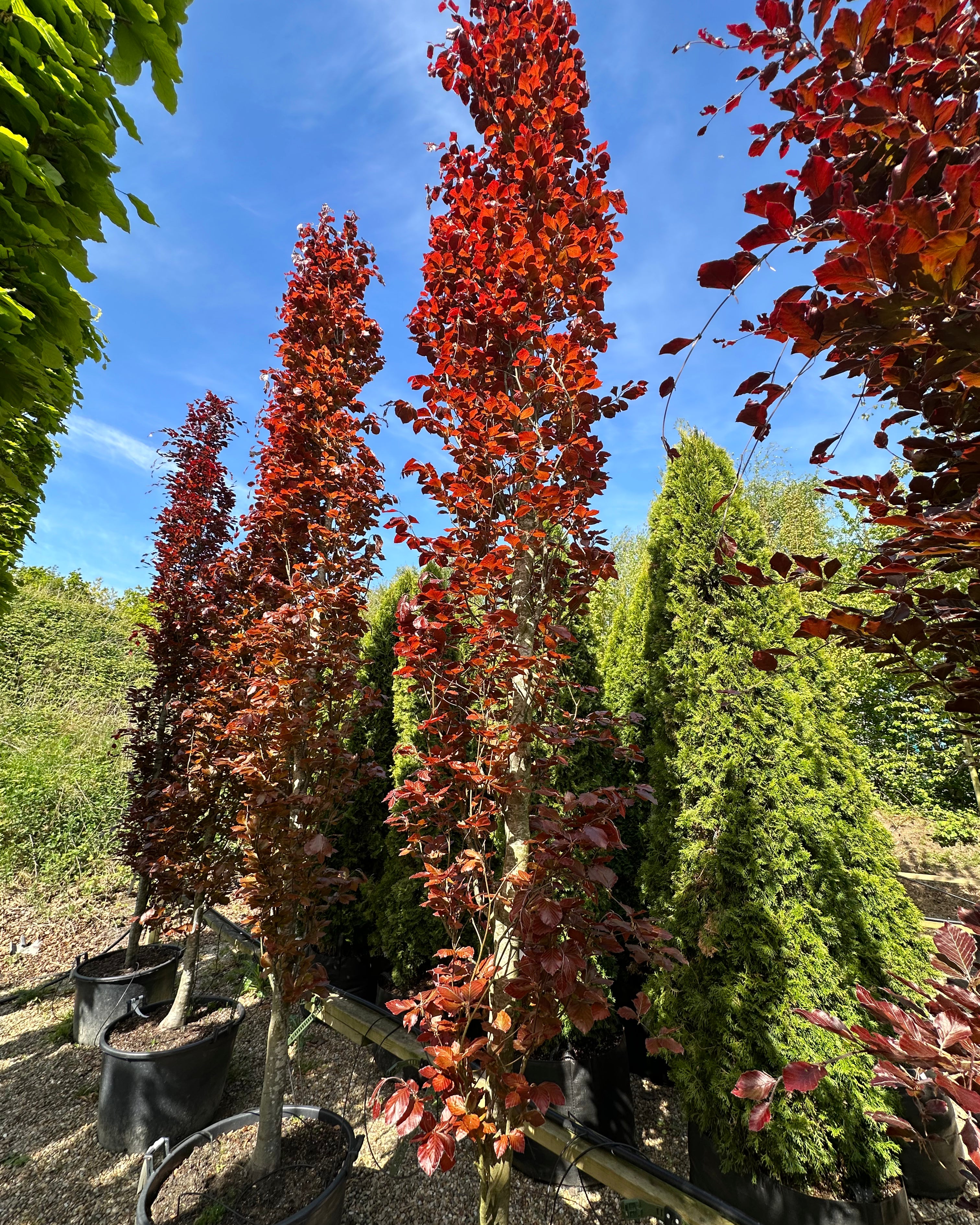 Søjleformet 'Dawyck Purple'-søjleblodbøg, hvor de tætsiddende og oprette grene vokser og danner en smal, mørkelilla søjle.