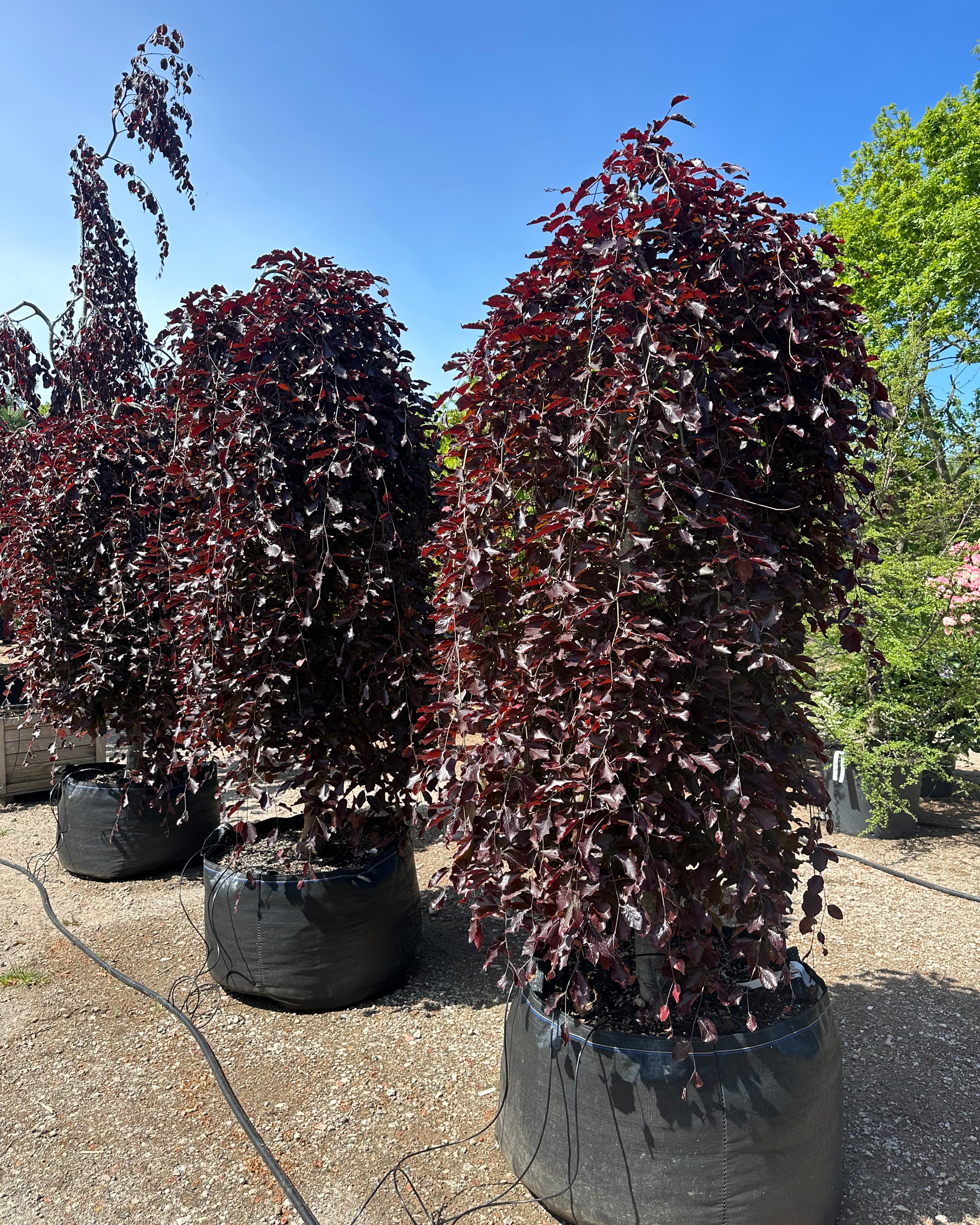 'Purpurea Pendula'-hængebøg, hvor de skinnende, dybviolette og mørkelilla blade sidder tæt på de hængende grene og fanger lyset i sommermånederne.