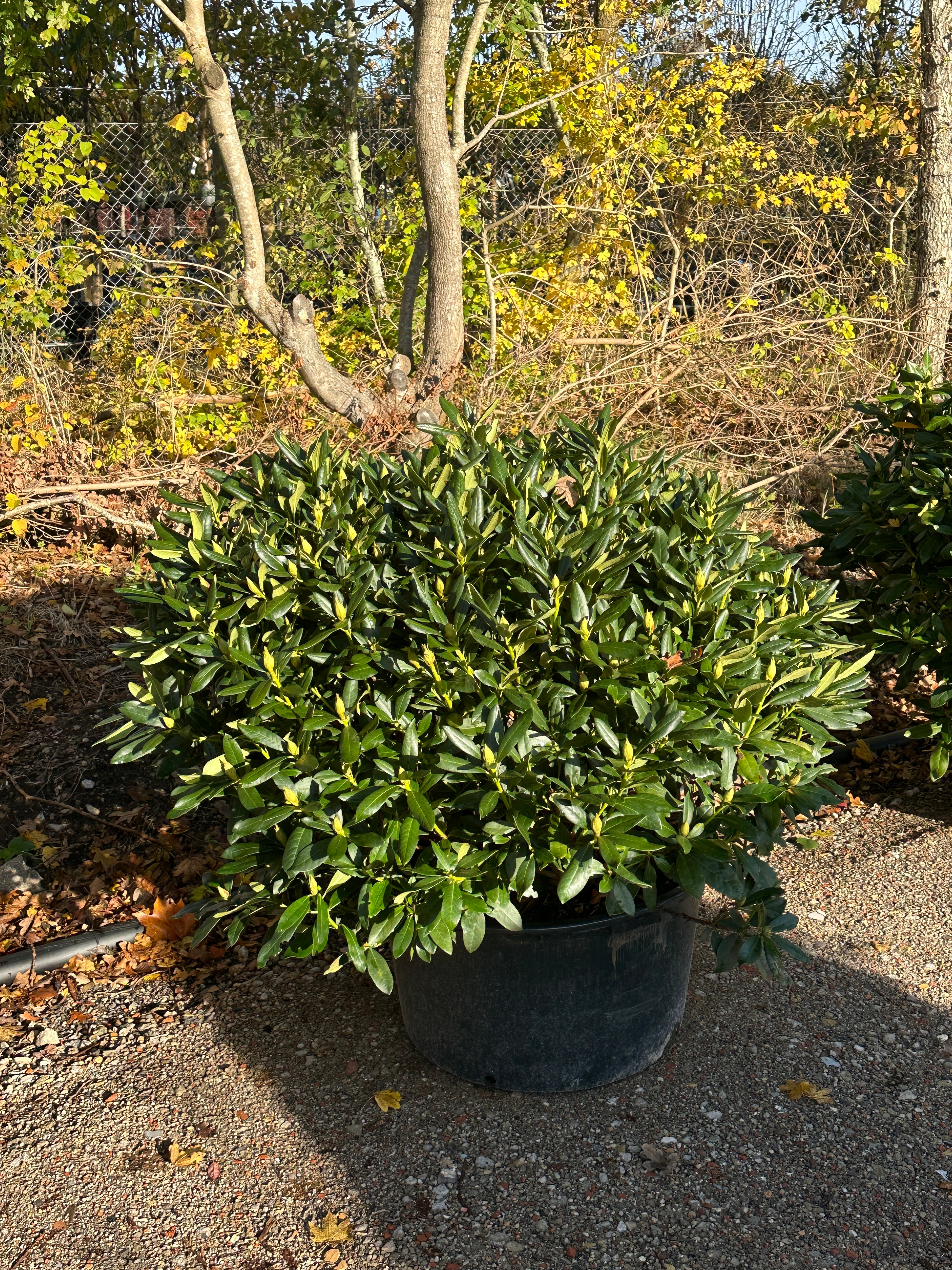 Super flotte Rhododendron Cunninghams White, der har en flot flad kugleformet væsktform.