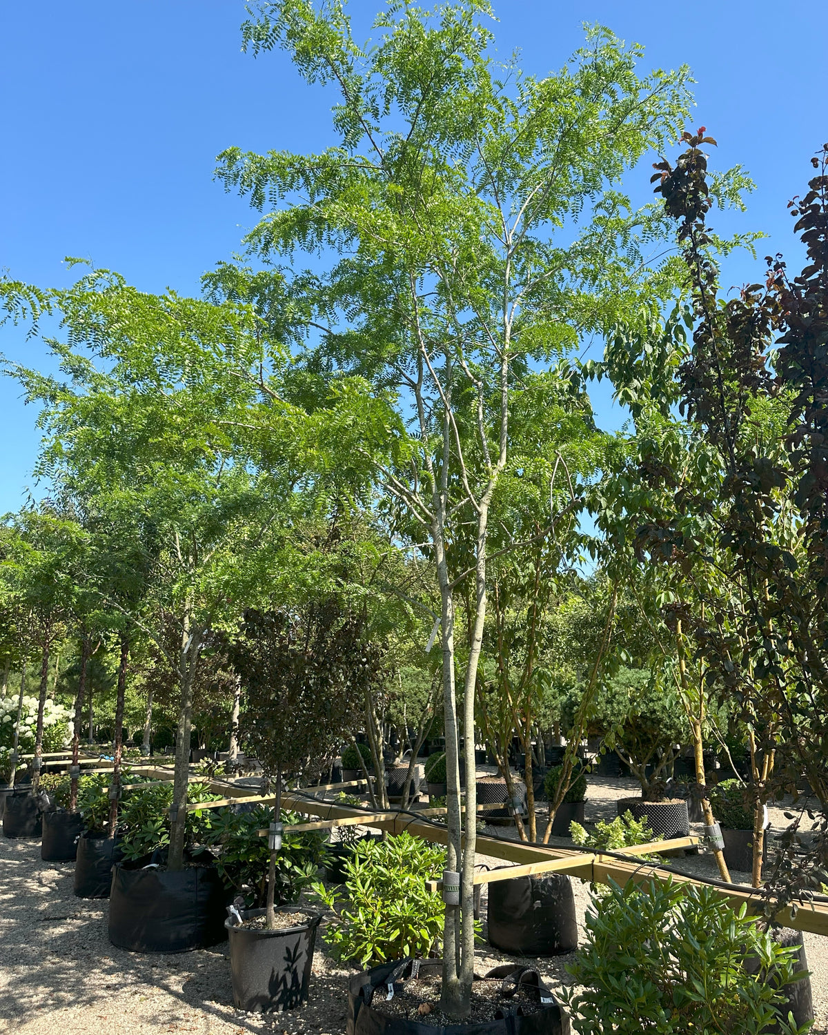Multistammet 'Gleditsia triacanthos'-tretorn i haven, hvor de oprette hovedstammer forgrener sig skulpturelt og bærer en stor, åben og let krone med fint, fjeragtigt løv.