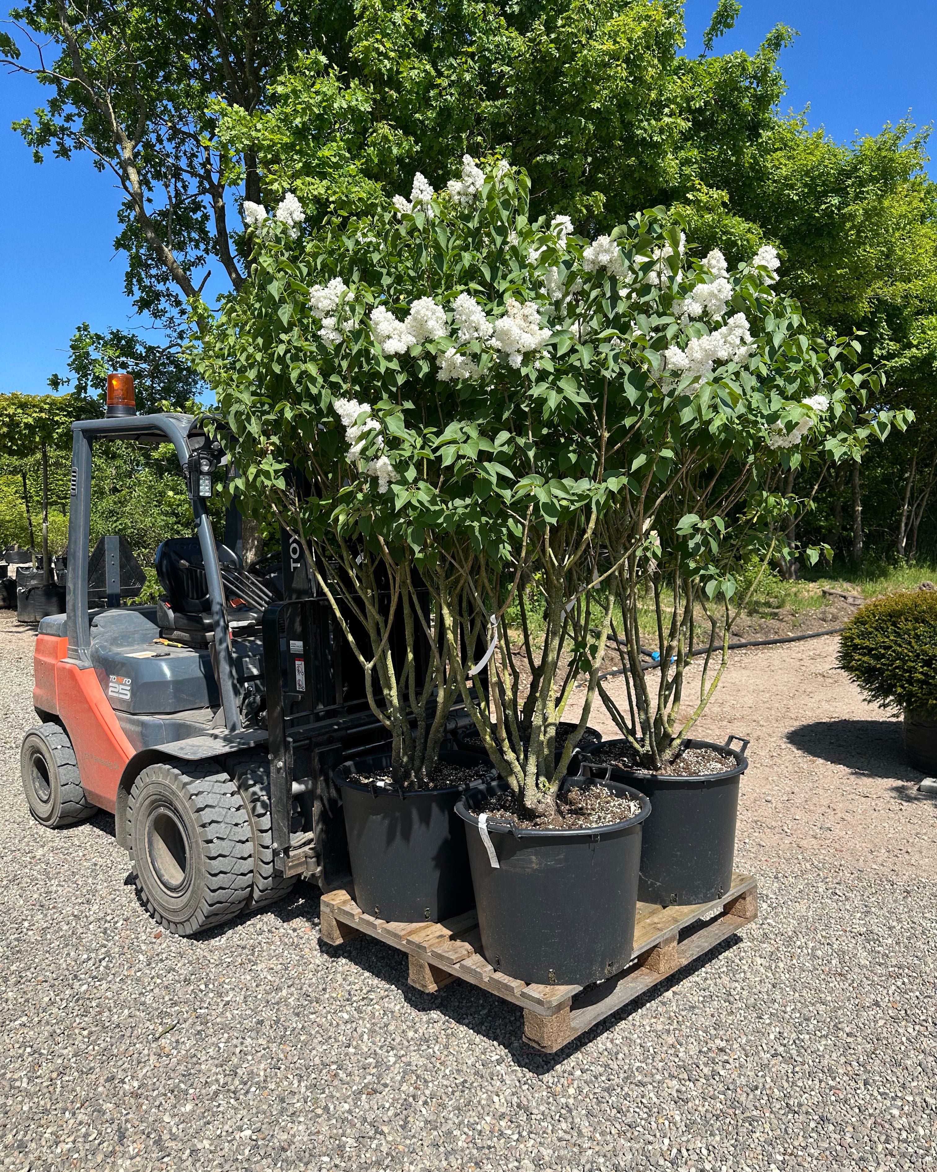 Syringa vulgaris 'Monique Lemoine' - ægte syren med en flot, opret formklippet struktur.