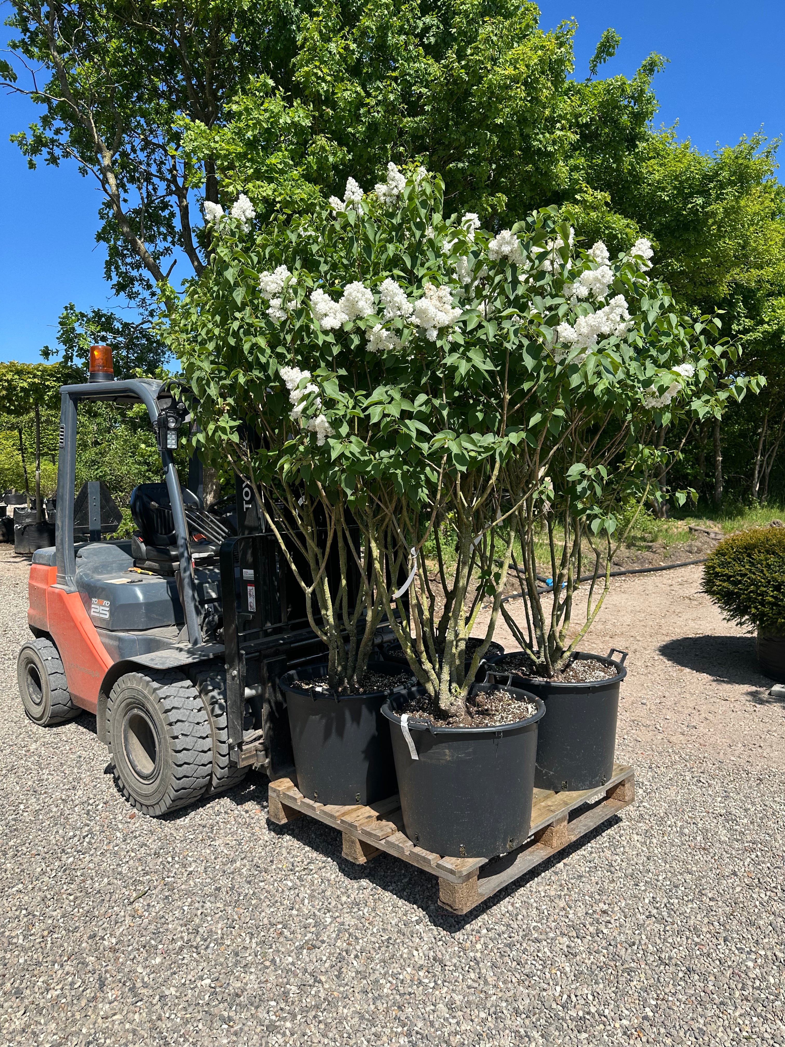Syringa vulgaris 'Monique Lemoine' - ægte syren med en flot, opret formklippet struktur.