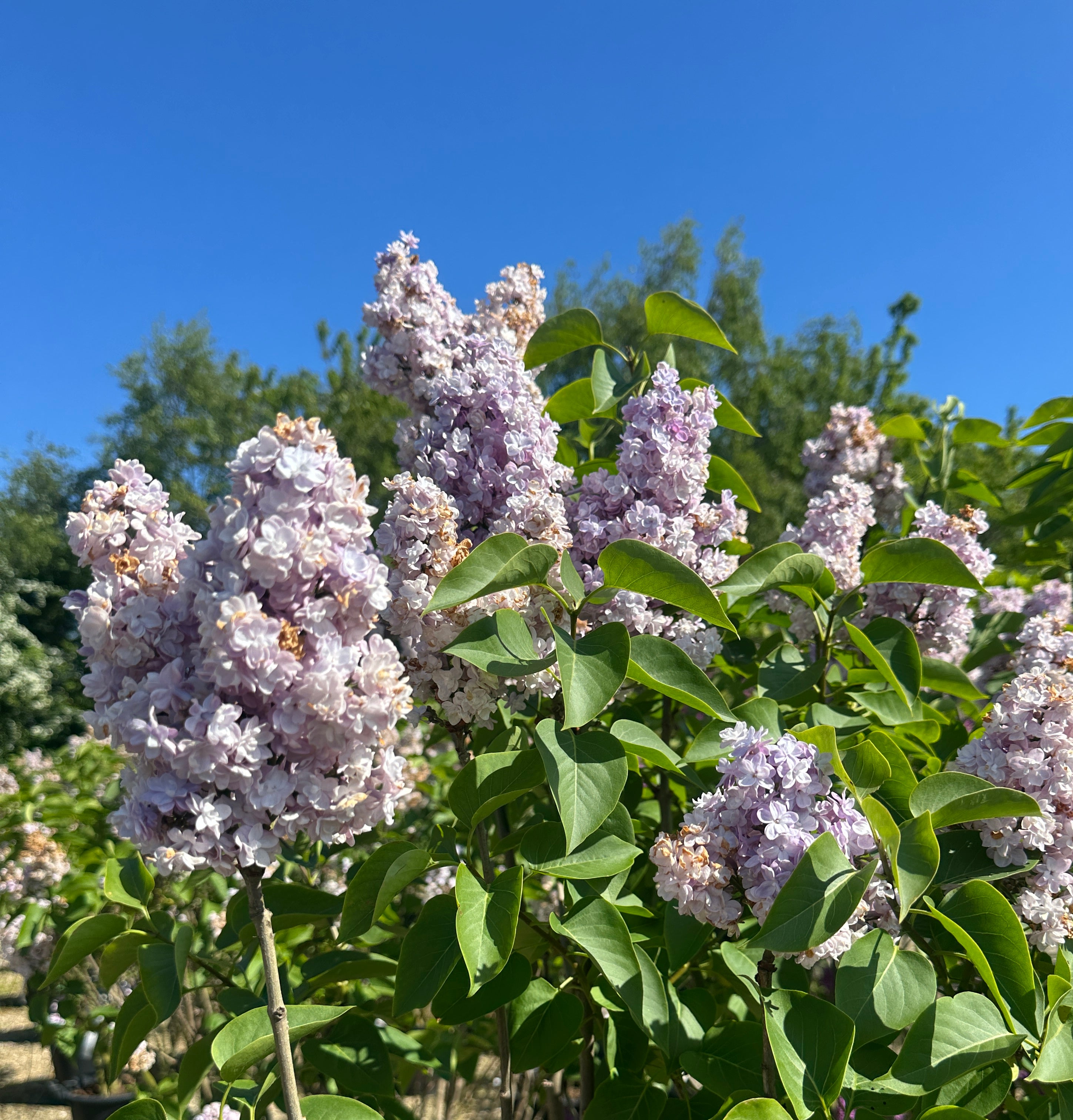 Tætte, fyldte blålilla syrenblomster på en 'Michel Buchner' busk.