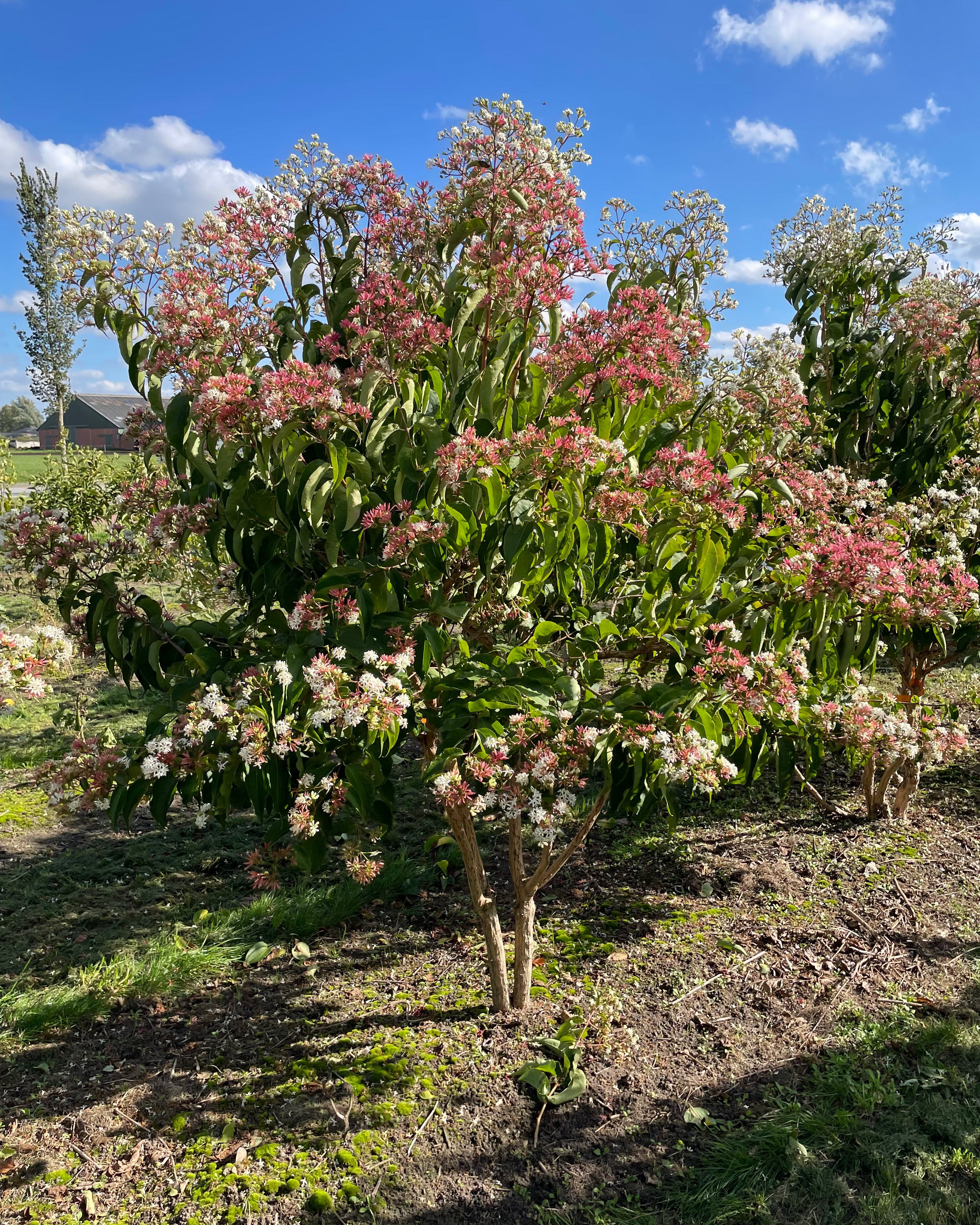 Heptacodium miconioides - Himlens syv sønner multistammet træ med hvide blomsterstande og grønne blade"