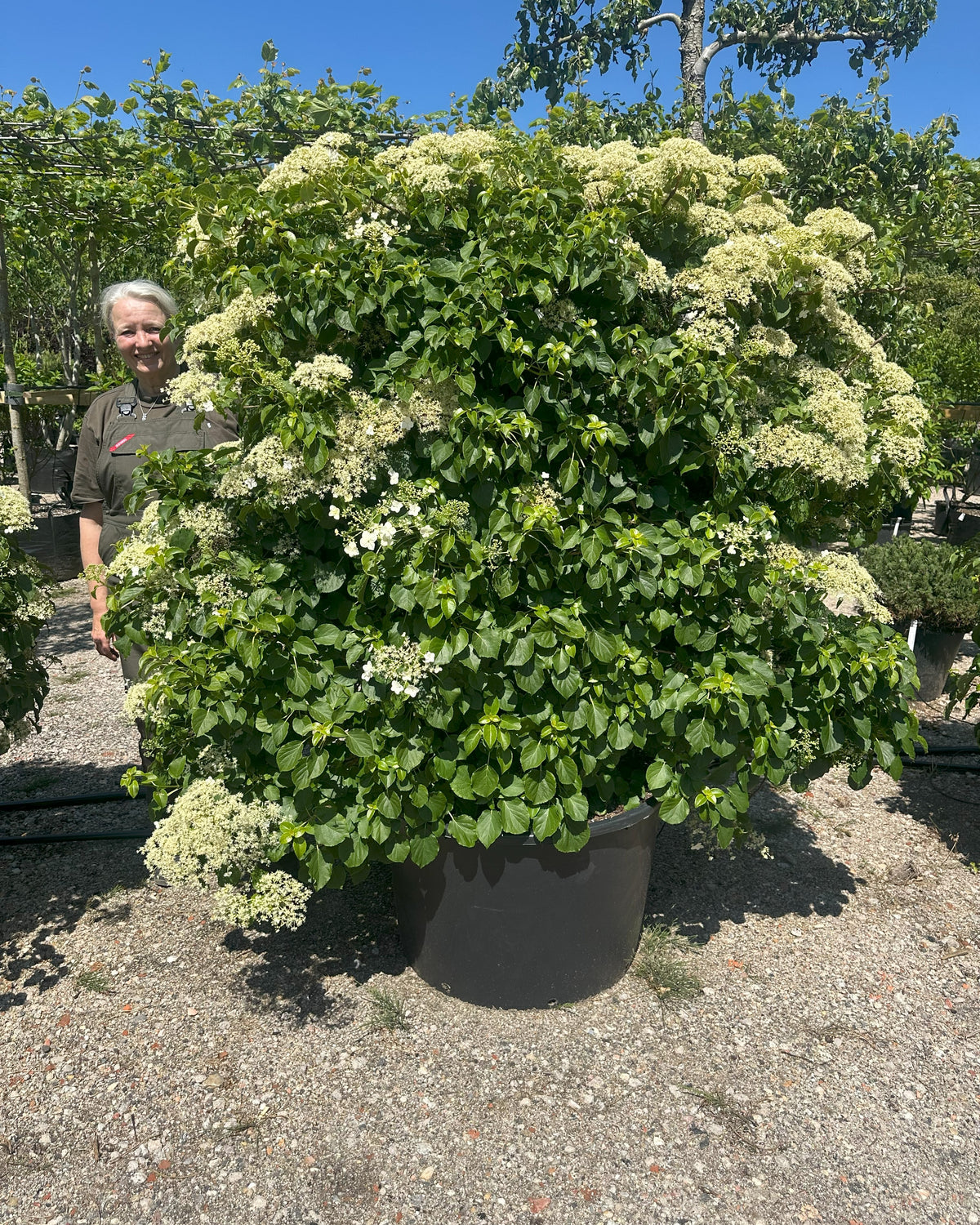 Espalierklippet 'Hydrangea petiolaris', hvor den tætte, grønne flade er dækket af store, flade, flødehvide skærmblomster i fuld sommerblomstring.