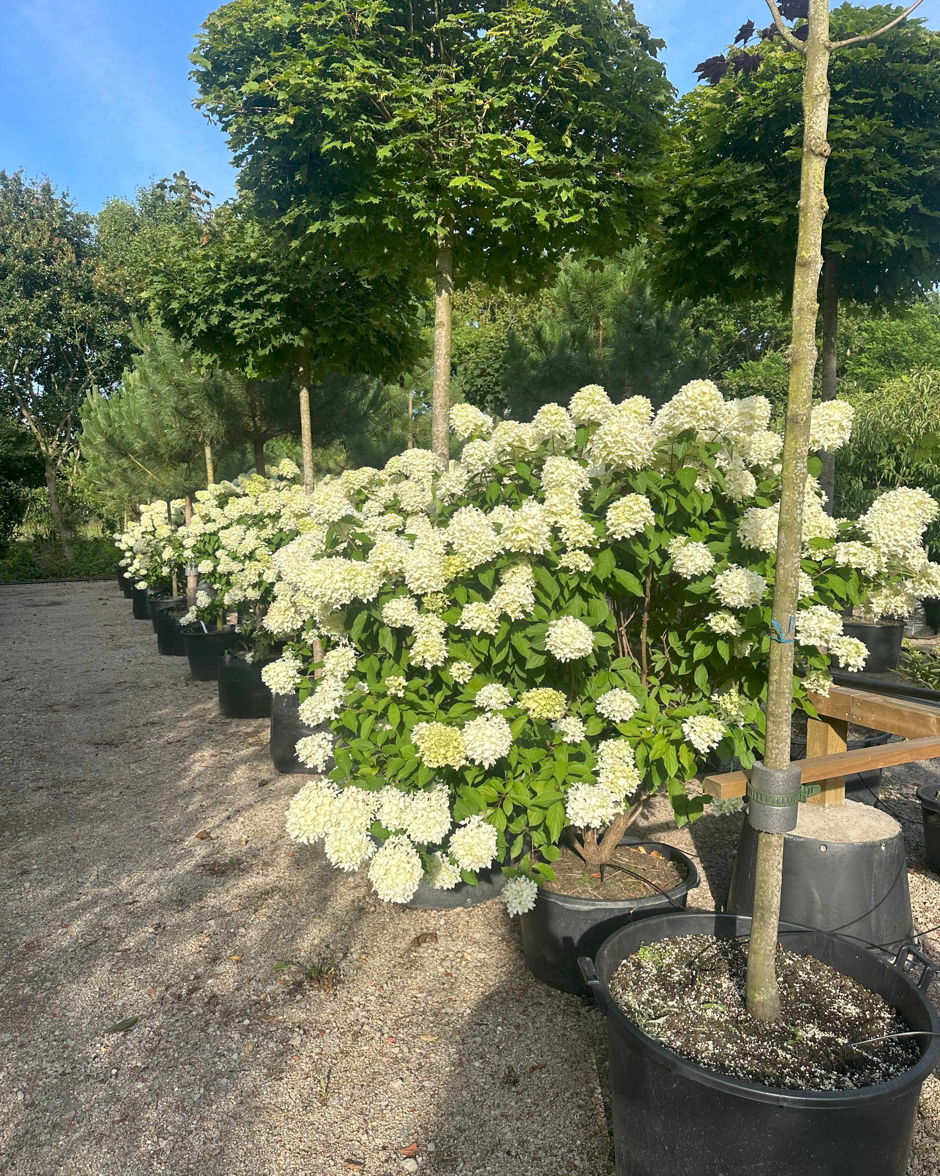 Store og kraftige Syrenhortensia Skyfall, med mange flotte blomsterstande.