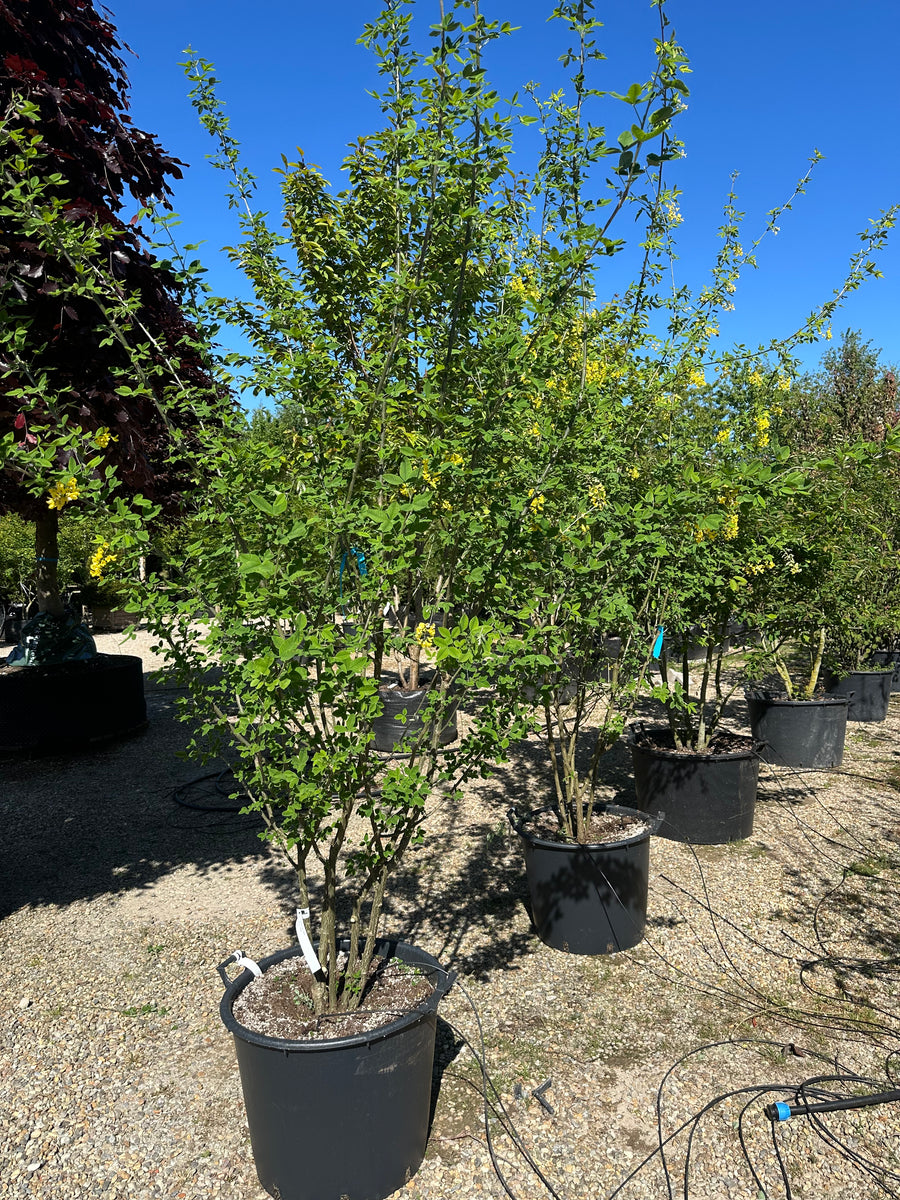 Laburnum X Watereri Vossii Guldregn Multistammet Jysk Plantesalg Laburnum X Watereri Vossii Guldregn Multistammet Jysk Plantesalg