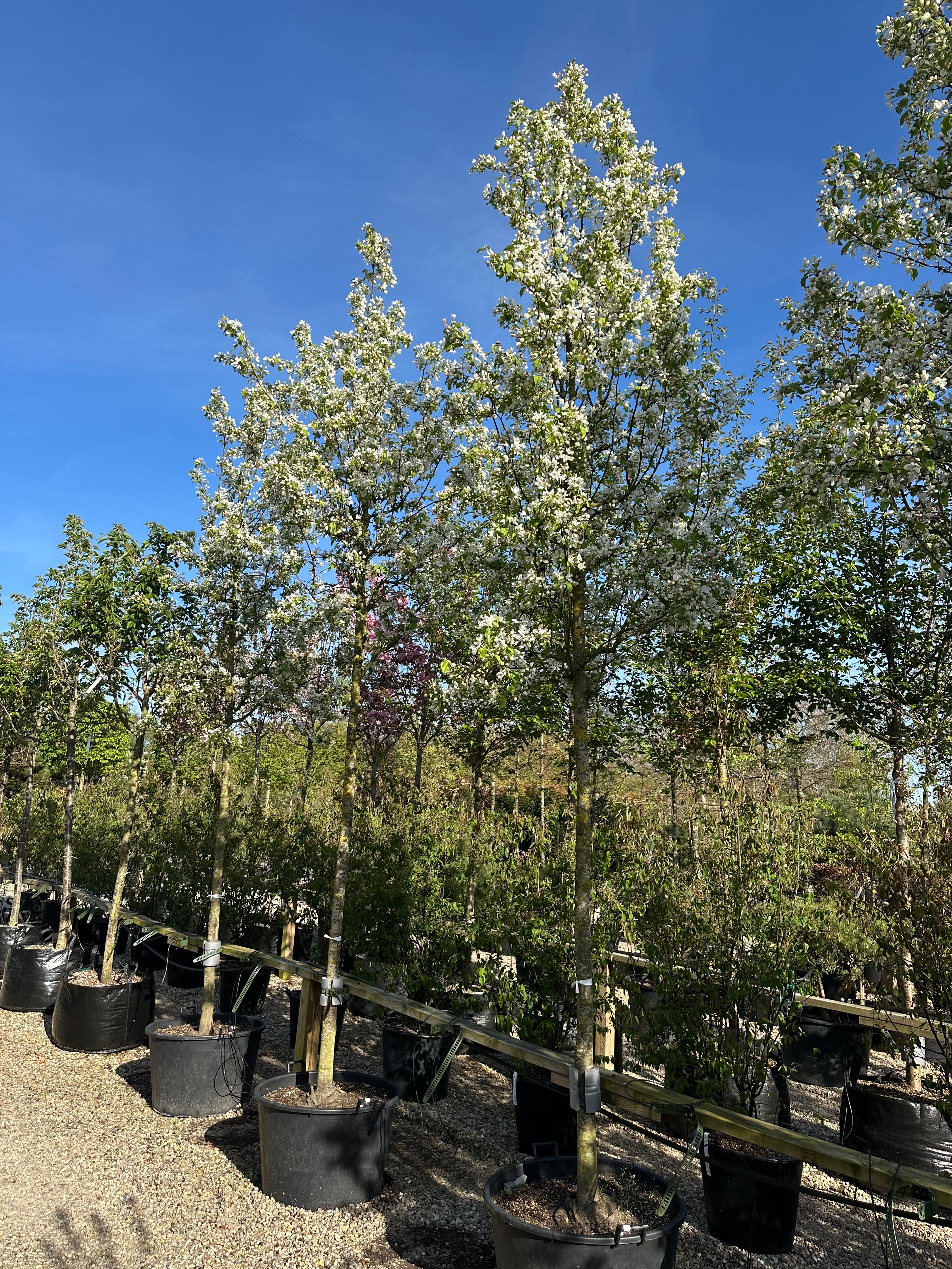 Opstammet 'Street Parade'-paradisæbletræ, hvor hele den tætte, ovale krone står i fuldstændig hvid blomstring som en stor, skyagtig kuppel i forårshaven.