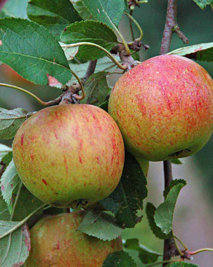 'Cox Orange'-æbletræ, hvor de karakteristiske modne, matgyldne spiseæbler med deres karakteristiske orangerøde dækfarve hænger tæt side om side mellem friske, grønne blade.