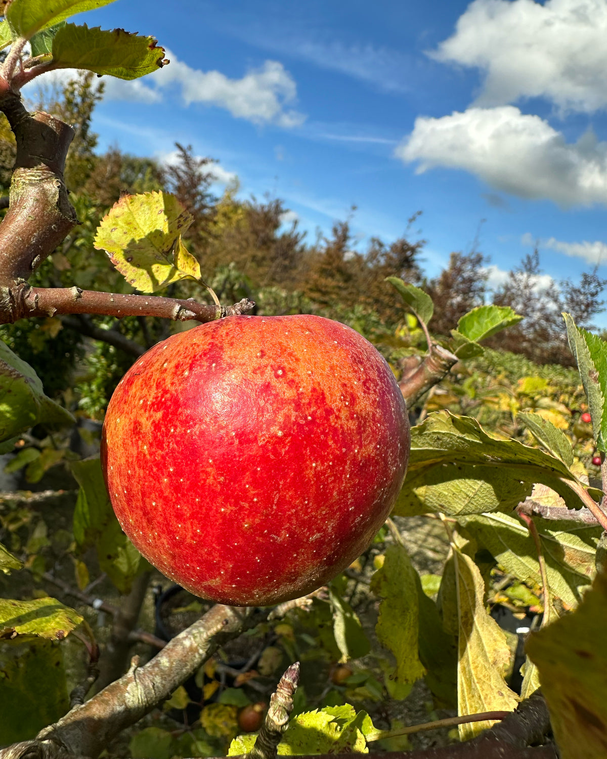 Skulpturelt multistammet Malus domestica Rød Boskoop æbletræ, i sensommeren med tæt, mørkegrønt løv og masser af store, uregelmæssige frugter på de kraftige stammer.