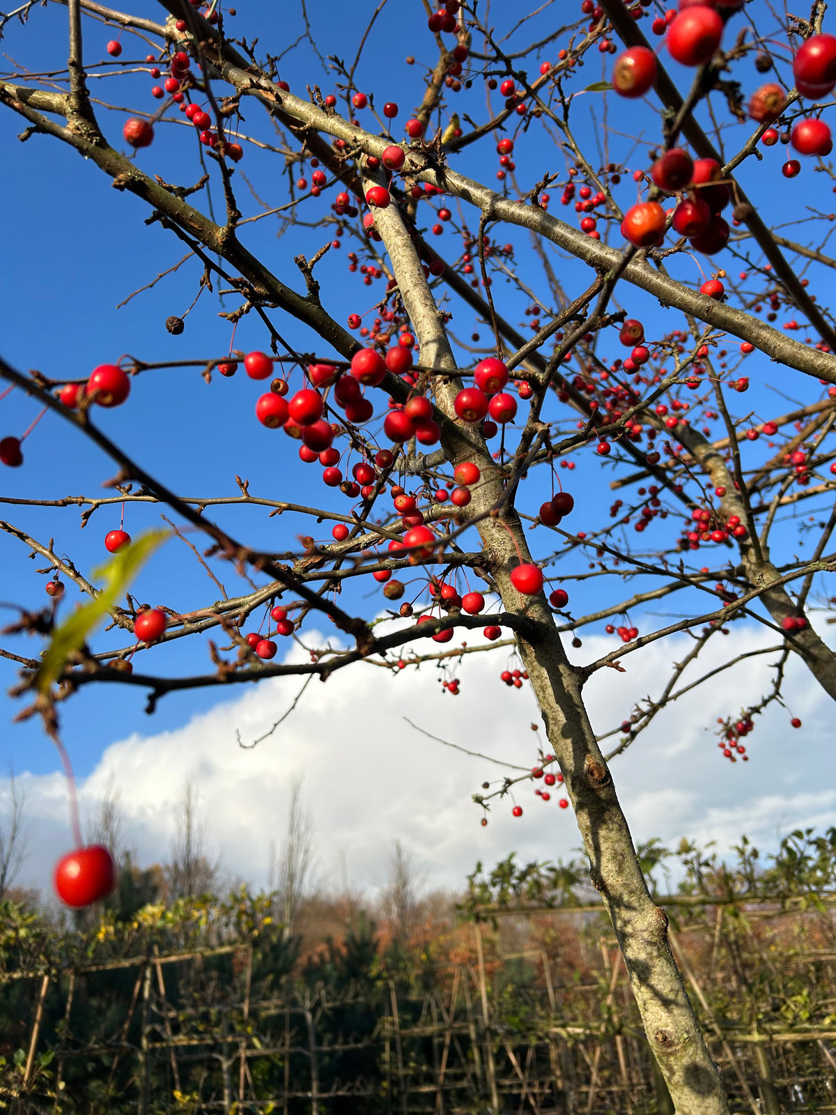 Multistammet og formklippet Malus Adirondack paradisæbletræ i det sene efterår, som fremhæver sine rå stammelinjer under et skarpt, vandret tag fyldt med et væld af orange-røde bæræbler helt uden blade.