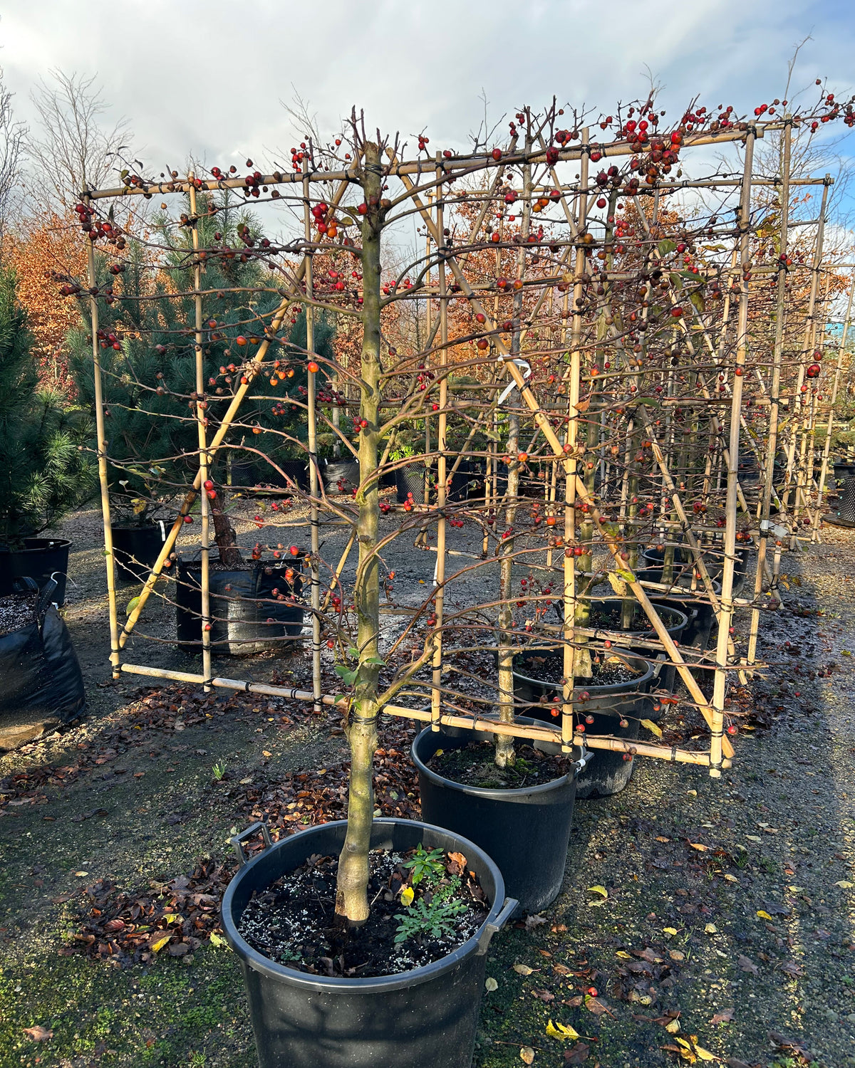 Formklippet Malus Evereste espalier i det sene efterår, som står som en flad, geometrisk struktur fyldt med skinnende orange-røde bæræbler helt uden blade.