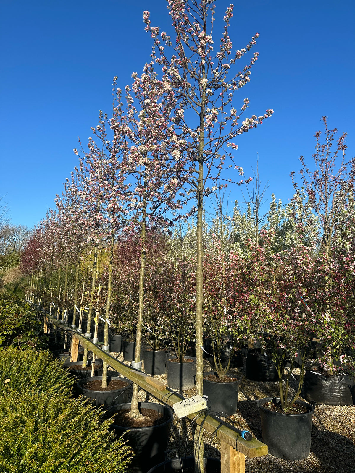 Hvide forårsblomster, som sidder i tætte klaser med mørkrosa knopper på grenene af et opstammet paradisæbletræ med det botaniske navn Malus Evereste.