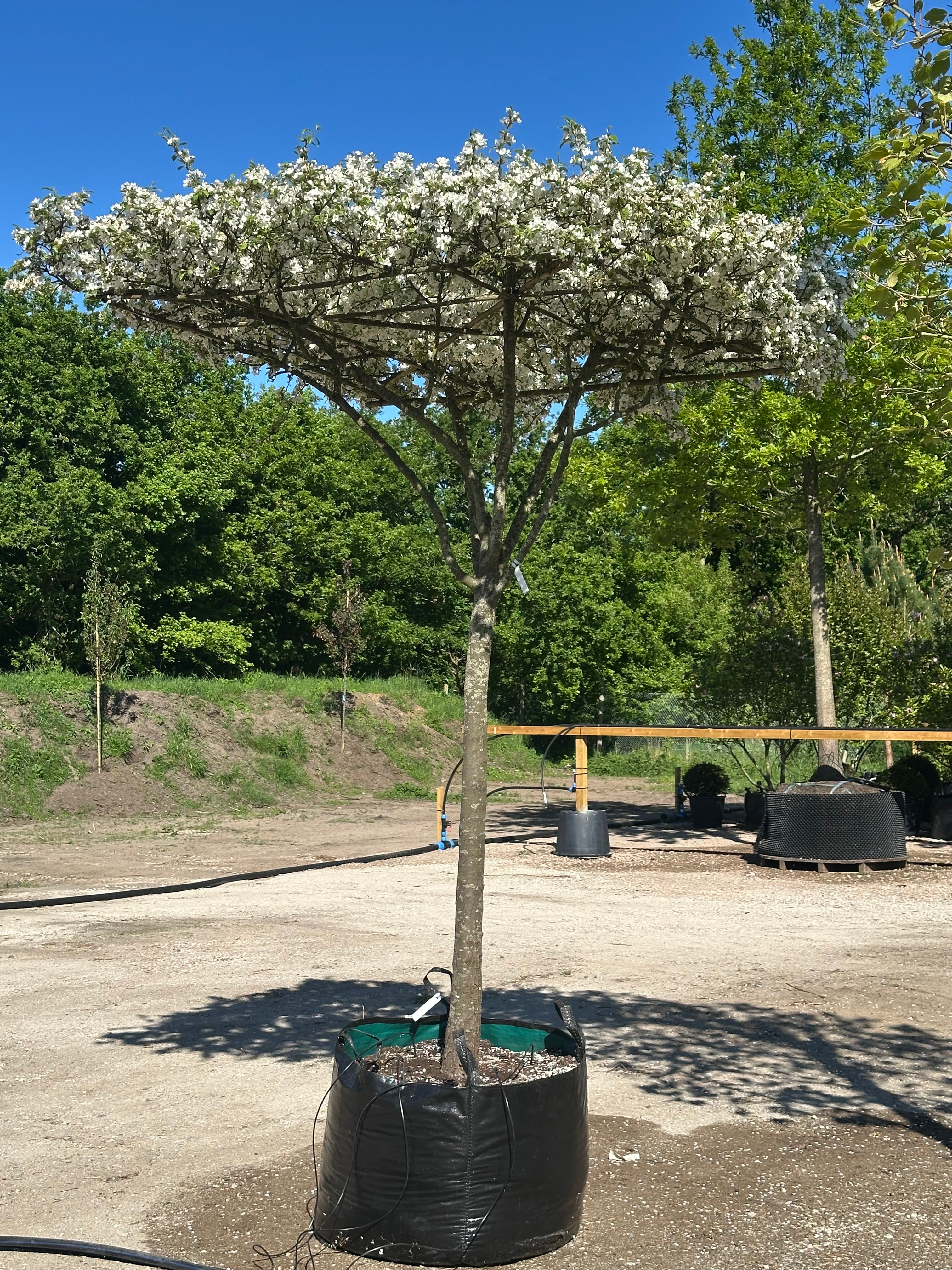 Hvide forårsblomster på de klippede grene af et tagklippet paradisæbletræ med det botaniske navn Malus toringo.