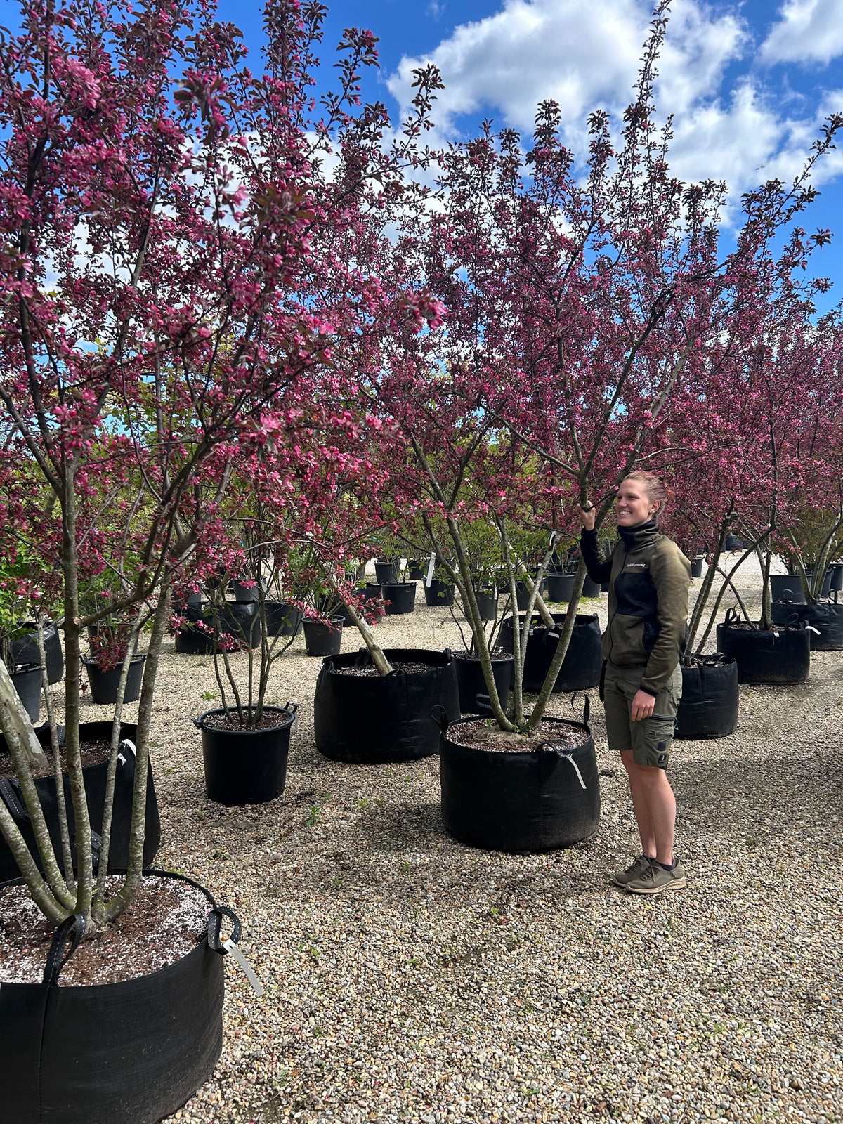 Mørkerosa blomster på en gren af et multistammet paradisæbletræ, Malus toringo Scarlett, hvor de farverige kronblade omgives af de nyudsprungne, mørkerøde og lilla blade.