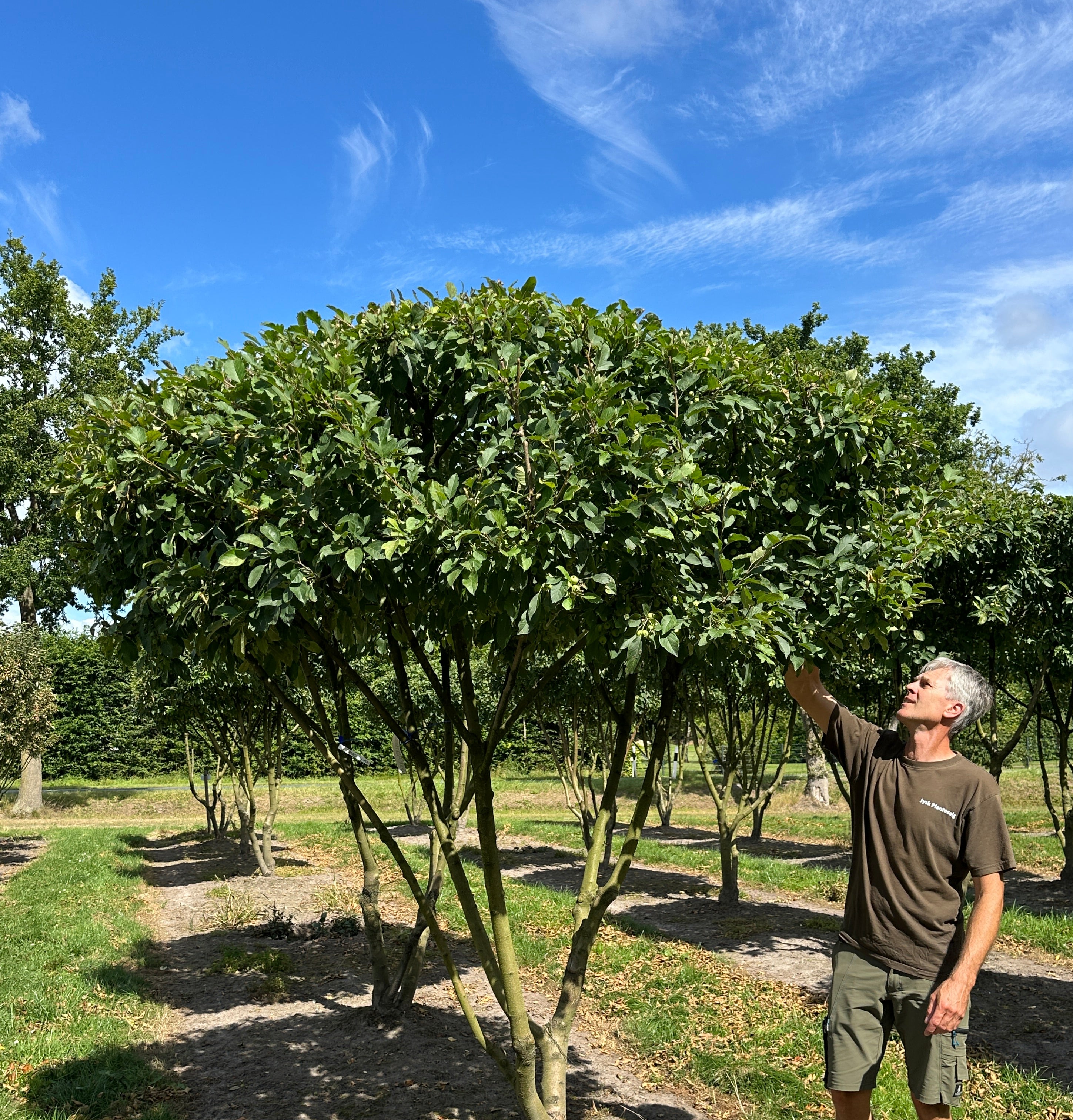 Skulpturel multistammede paraplyklippet paradisæbletræ, der får meget små æbler