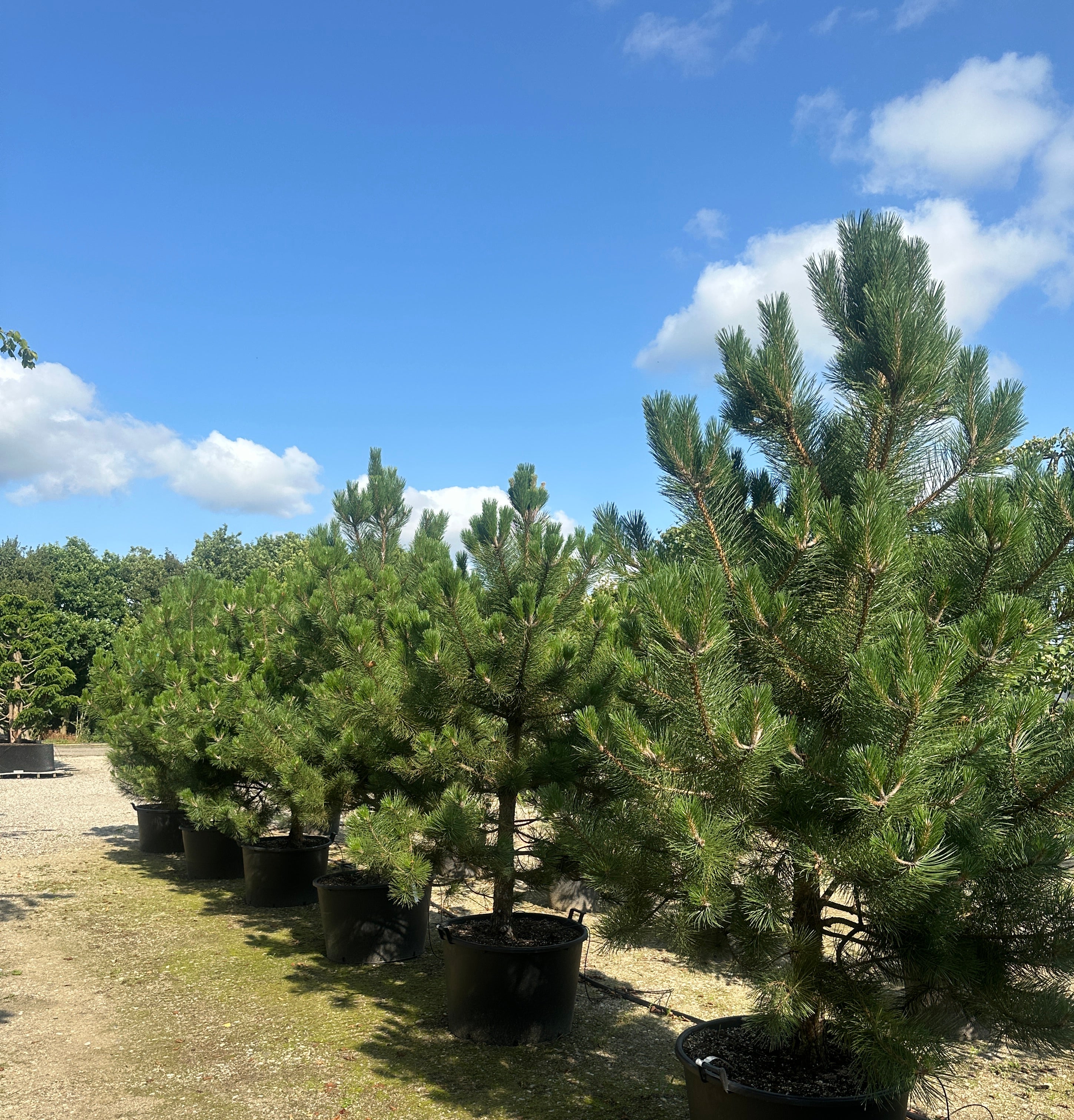 Lav opstammet Østrigsk fyr, med tæt og kraftig krone, stedsegrøn og flotte grønne nåle.