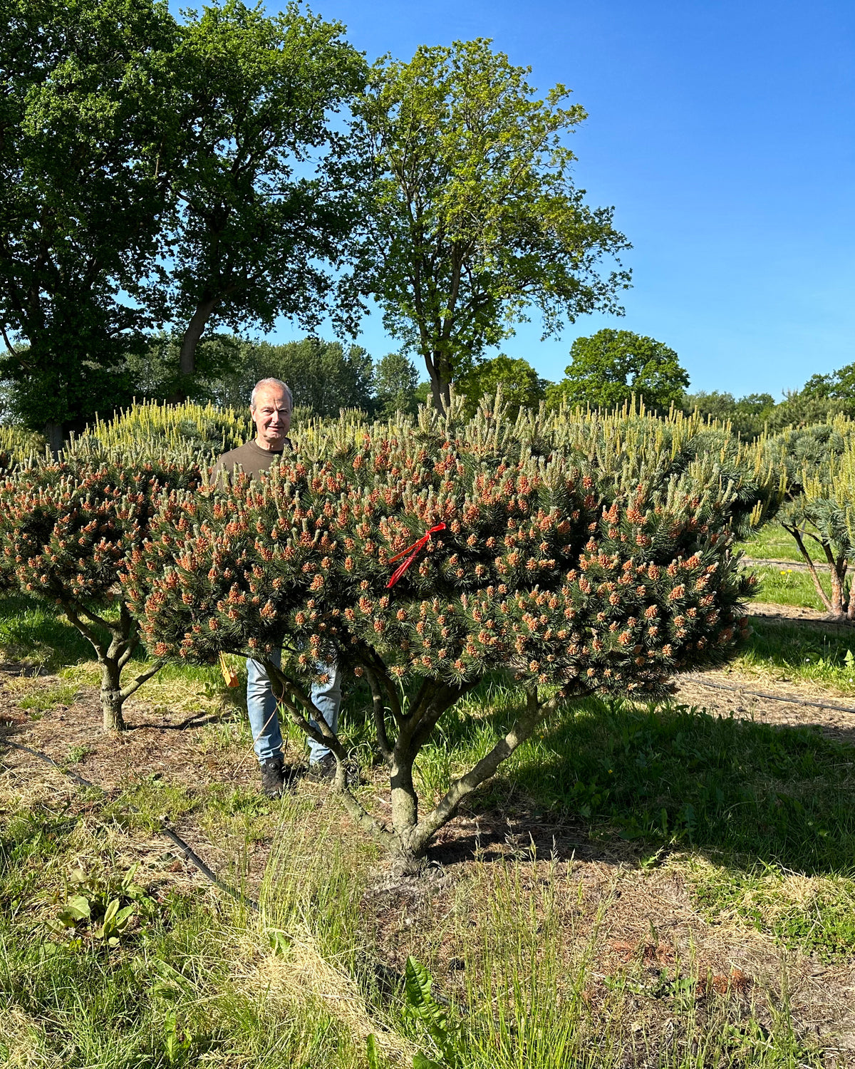 Skulpturel og paraplyformet Gnom bjergfyr på marken, hvor den tætte, mørkegrønne paraplykrone er pyntet med talrige små, glinsende brune bjergfyrkogler på de rå grene.