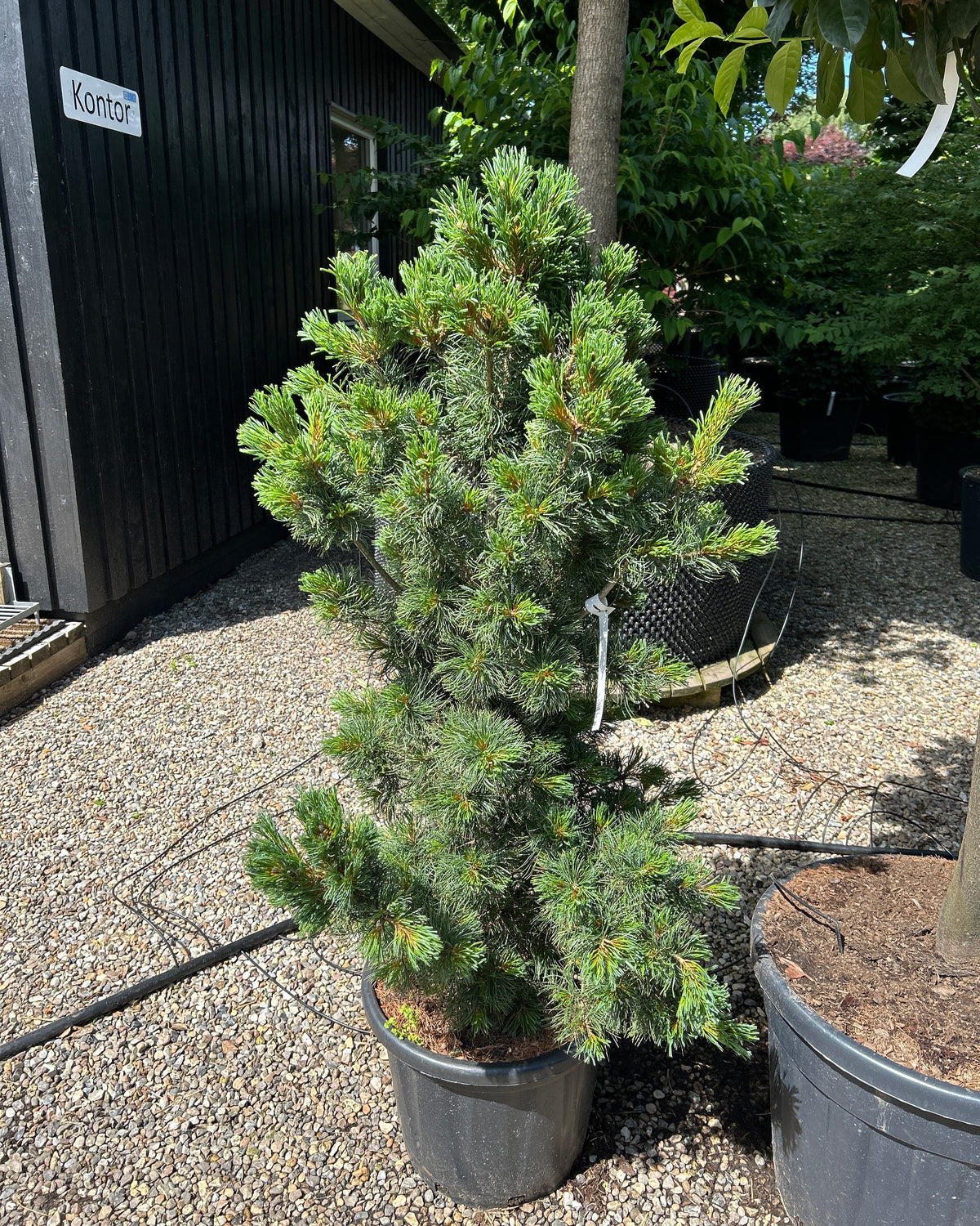 Skulpturel og asymmetrisk Schoon's Bonsai penselfyr med en kunstnerisk, kroget grenstruktur og tætte bundter af sølvblå nåle.