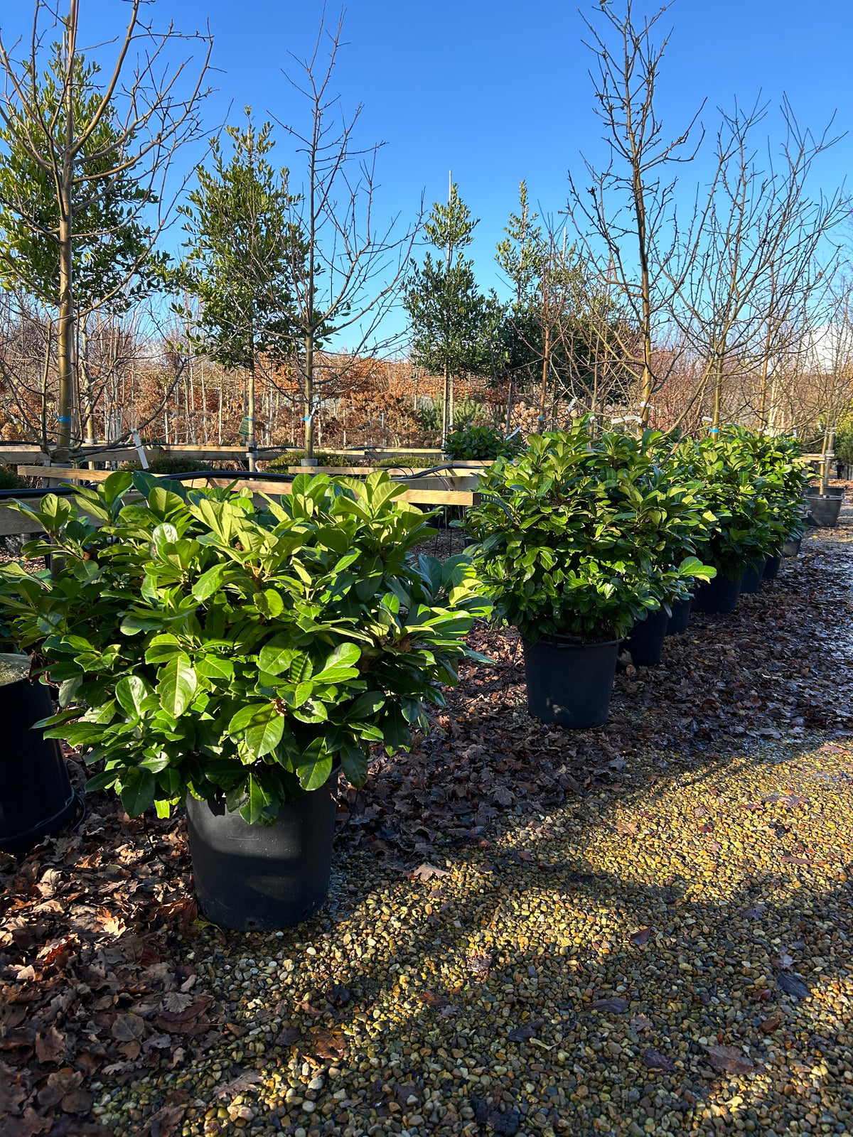 En tæt og glinsende mørkegrøn Etna laurbærkirsebærbusk i efterårshaven, der står som en frodig, stedsegrøn baggrund mod omgivende planter i visne nuancer.