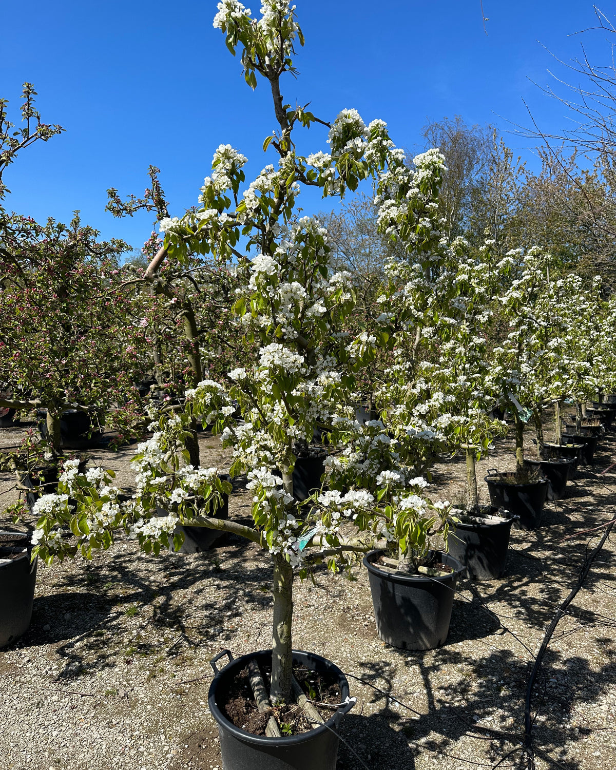 Gammelt og skulpturelt Conference pæretræ i fuld hvid forårsblomstring før løvspring.