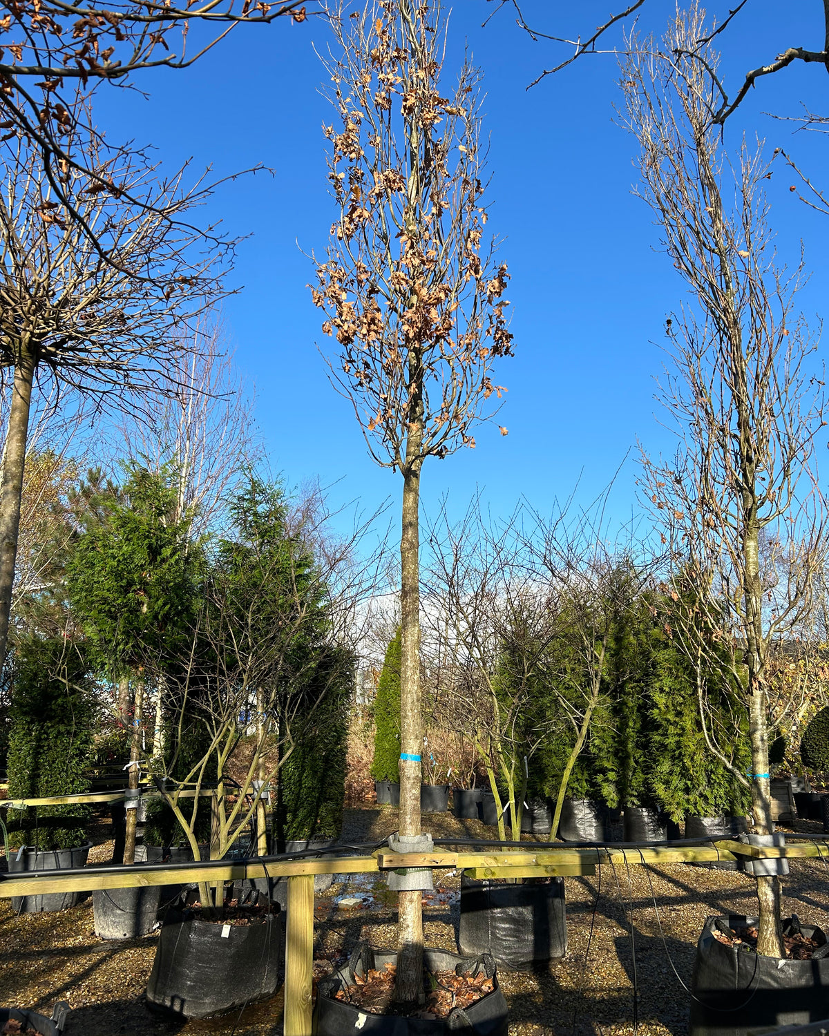 Det løvfældede søjleeg - Quercus robur 'Fastigiata' om vinteren, som tydeligt viser den stærke, rette stamme og de mange lodrette, tætsiddende grene.