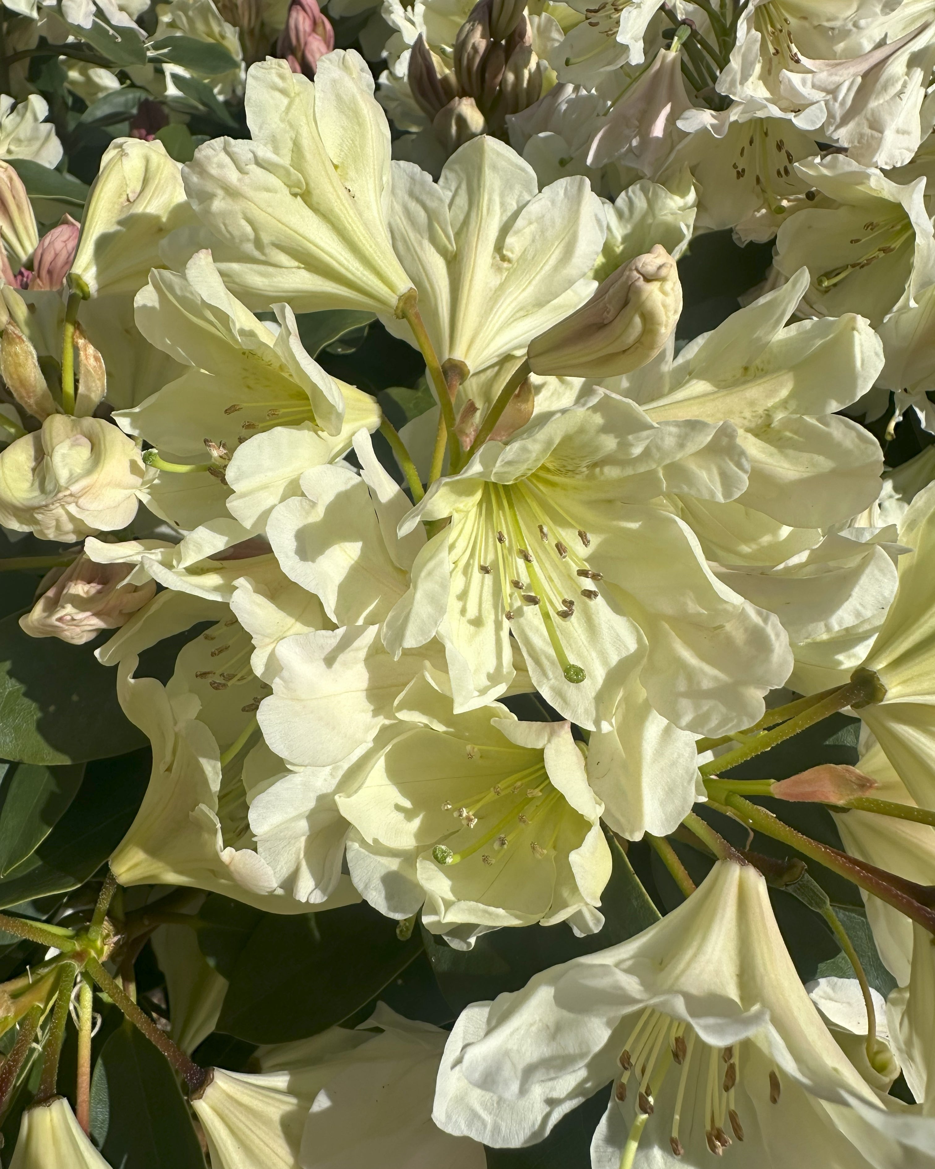 Nærbillede af Rhododendron Dufthækens cremehvide blomster, detaljer af kronblade og støvdragere.