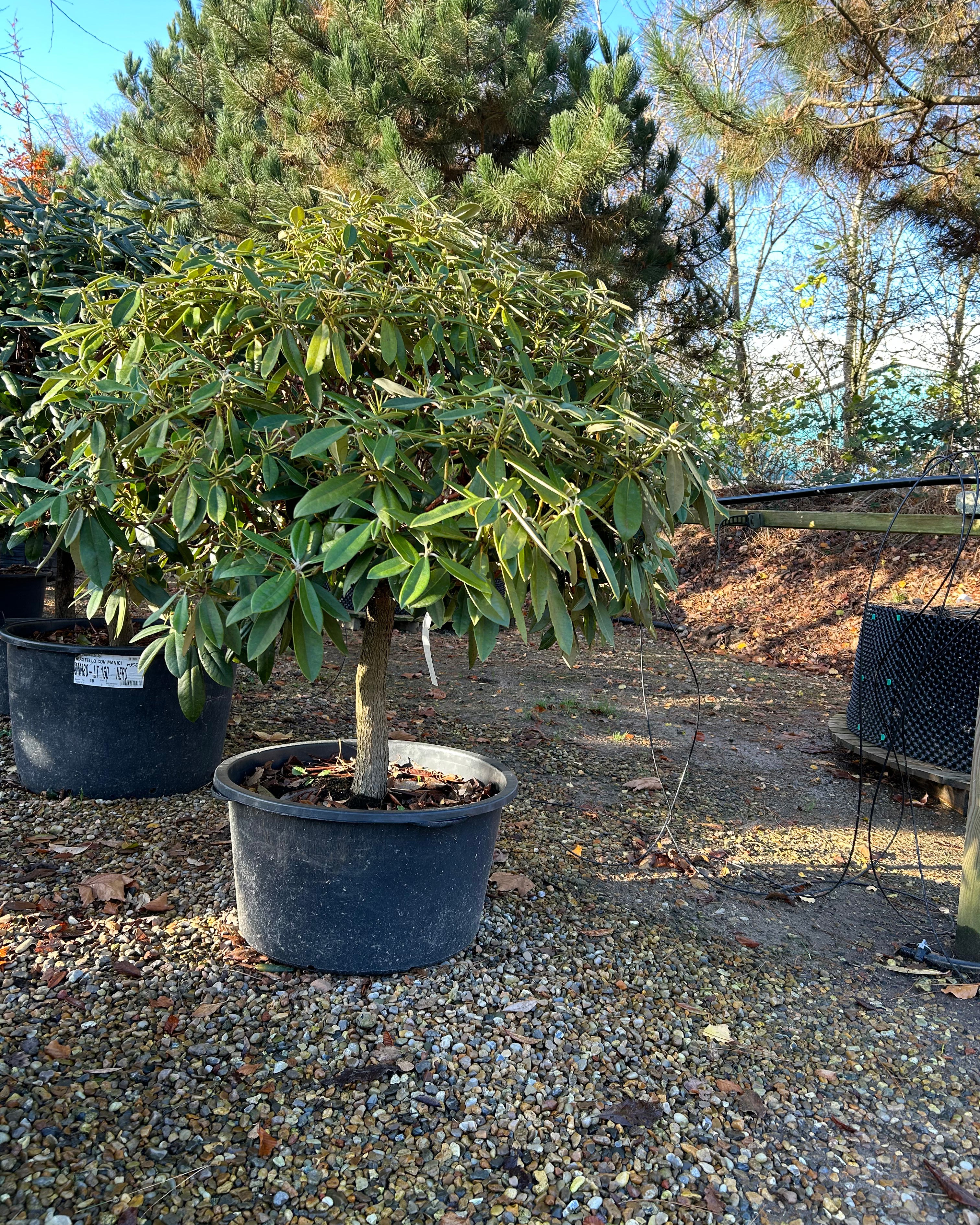 Halvstammet Rhododendron yakushimanum Polaris surbundsplante. Ses med frodige grønne blade i sort potte. Blomstrer rosa-