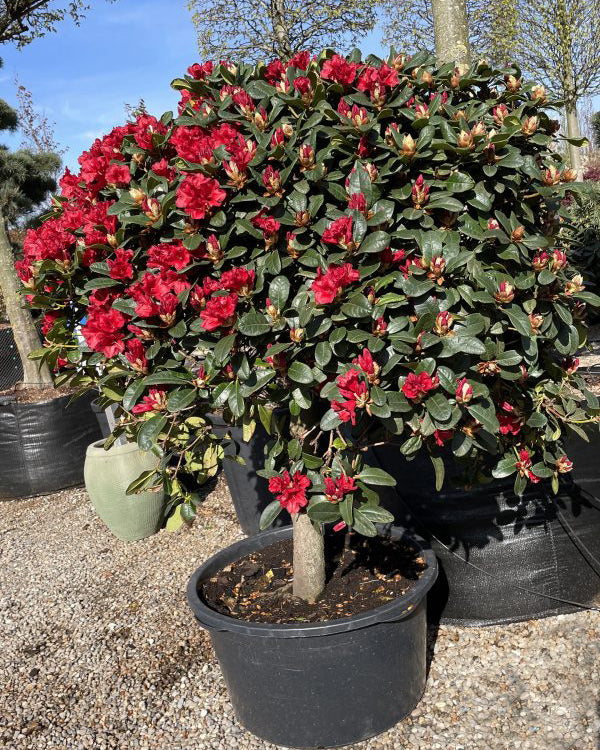 Rhododendron 'Rotkäppchen' halvstammet, tætte grønne blade og lysende røde blomster. Surbundsplante fra Jysk Plantesalg.
