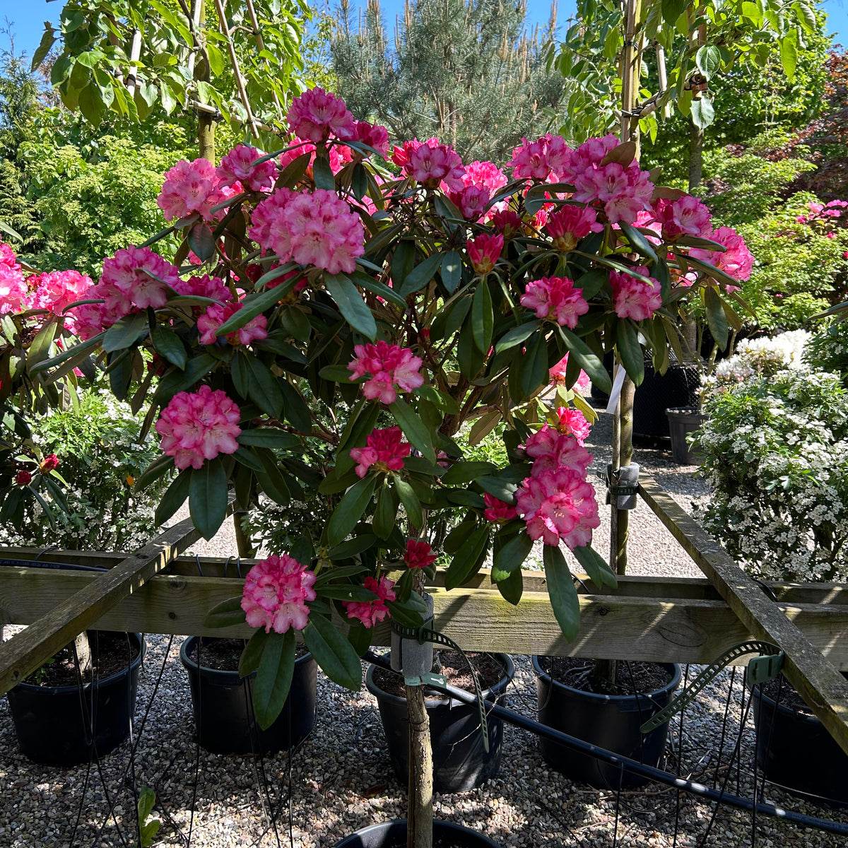 Rhododendron yakushimanum Arabella
