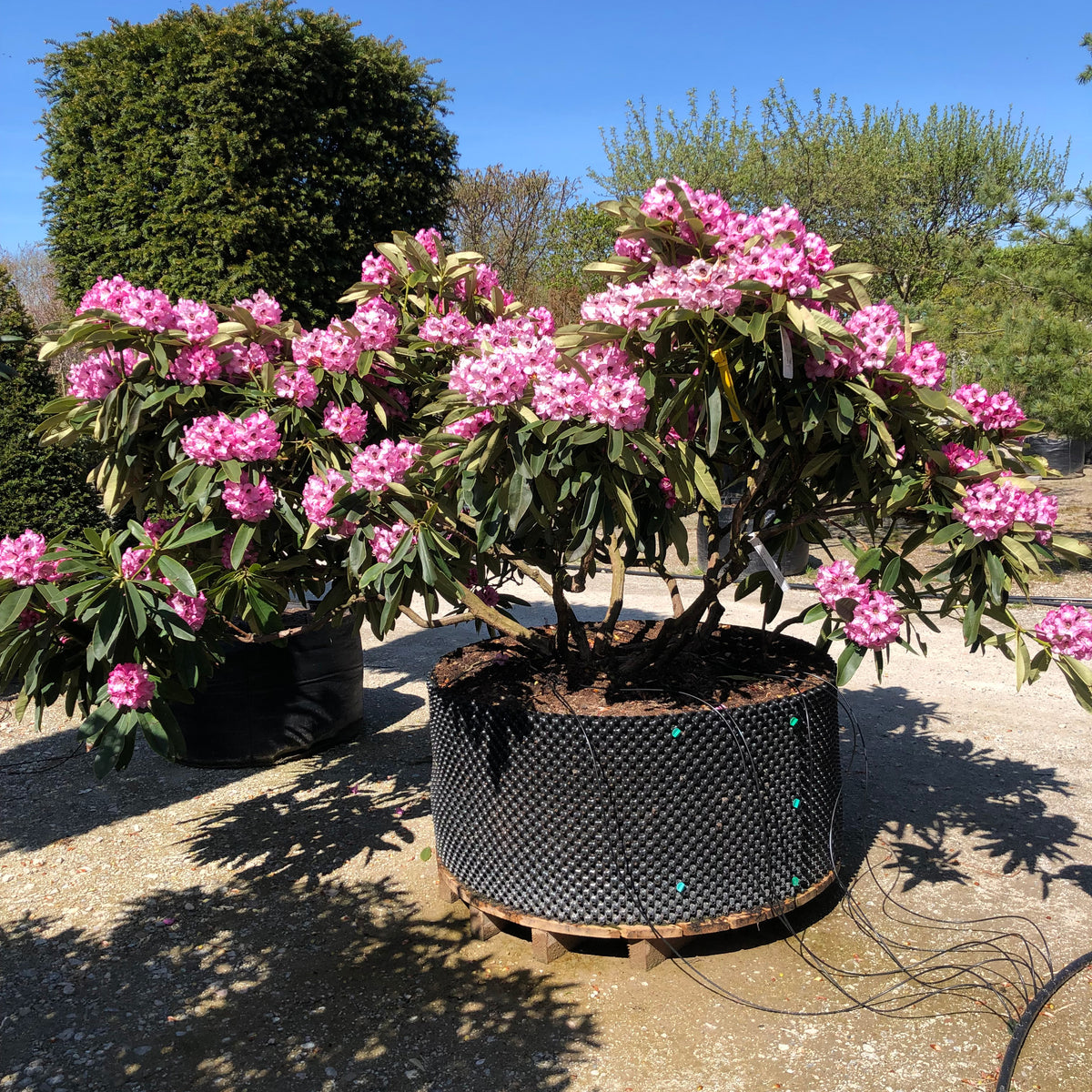 Rhododendron calophytum Dominik - Rhododendron