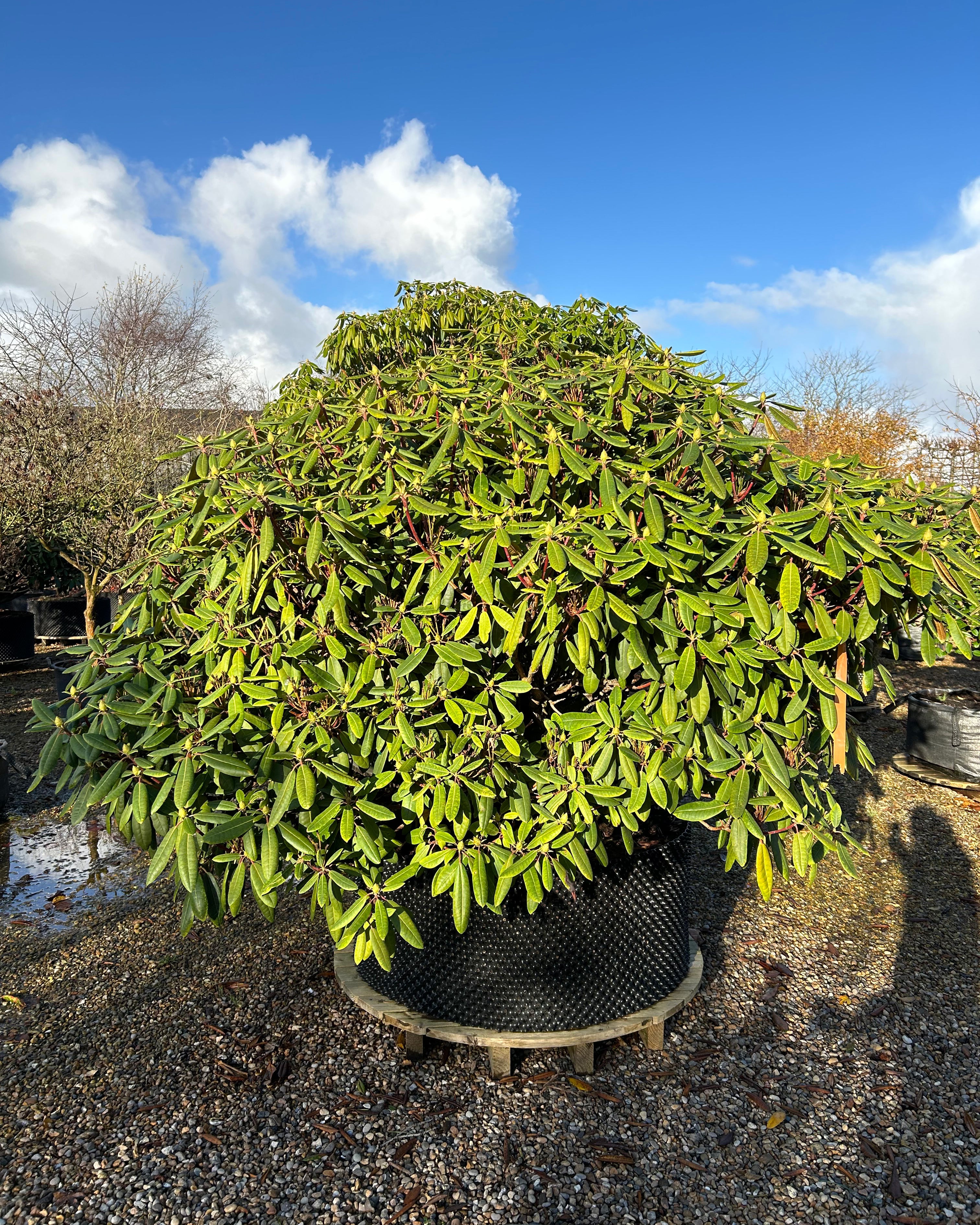 Rhododendron hybride Fidelius - Multistammet med tæt, grønt løv i stor potte.