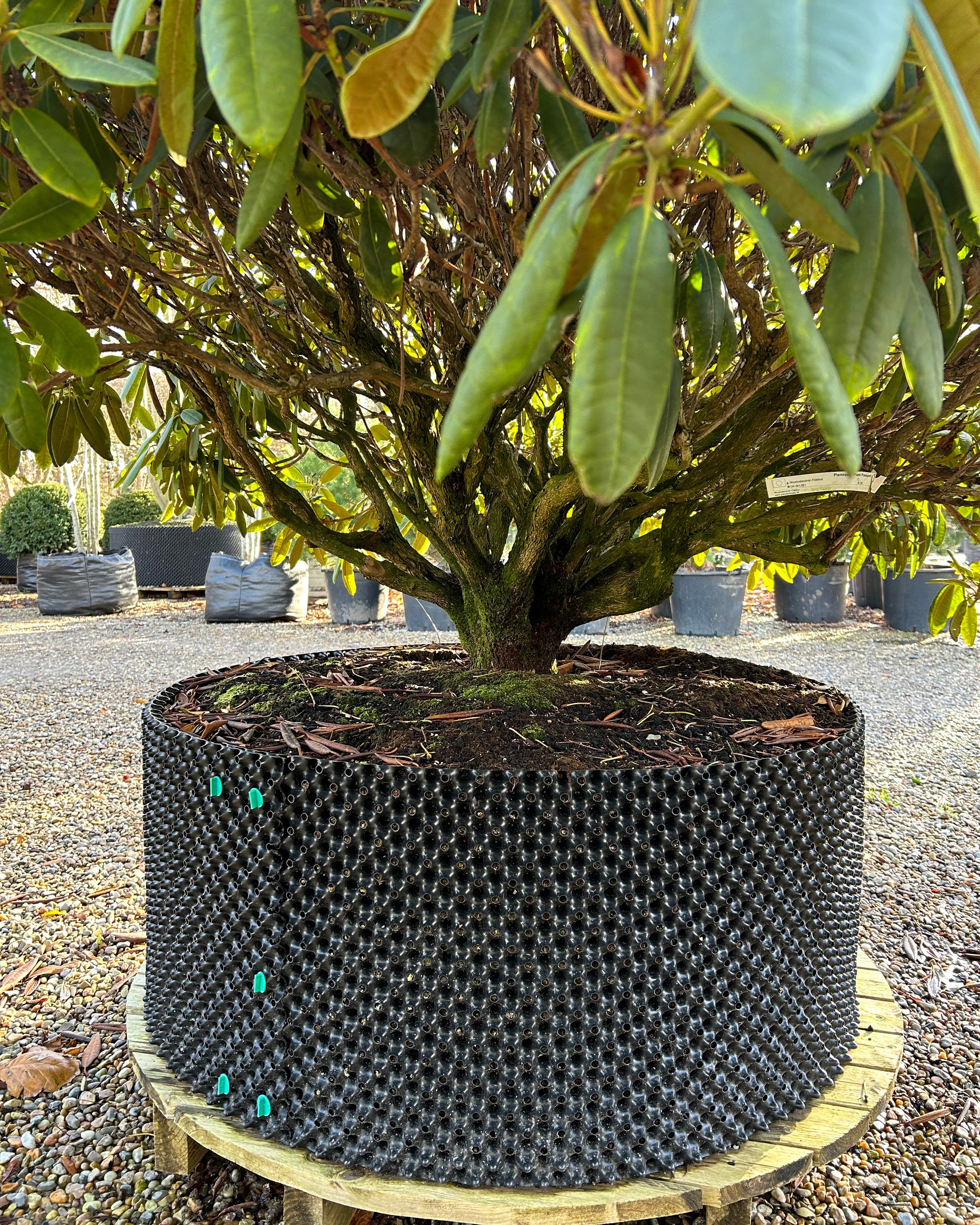 Nærbillede af multistammet Rhododendron hybride Fidelius rod og potte.