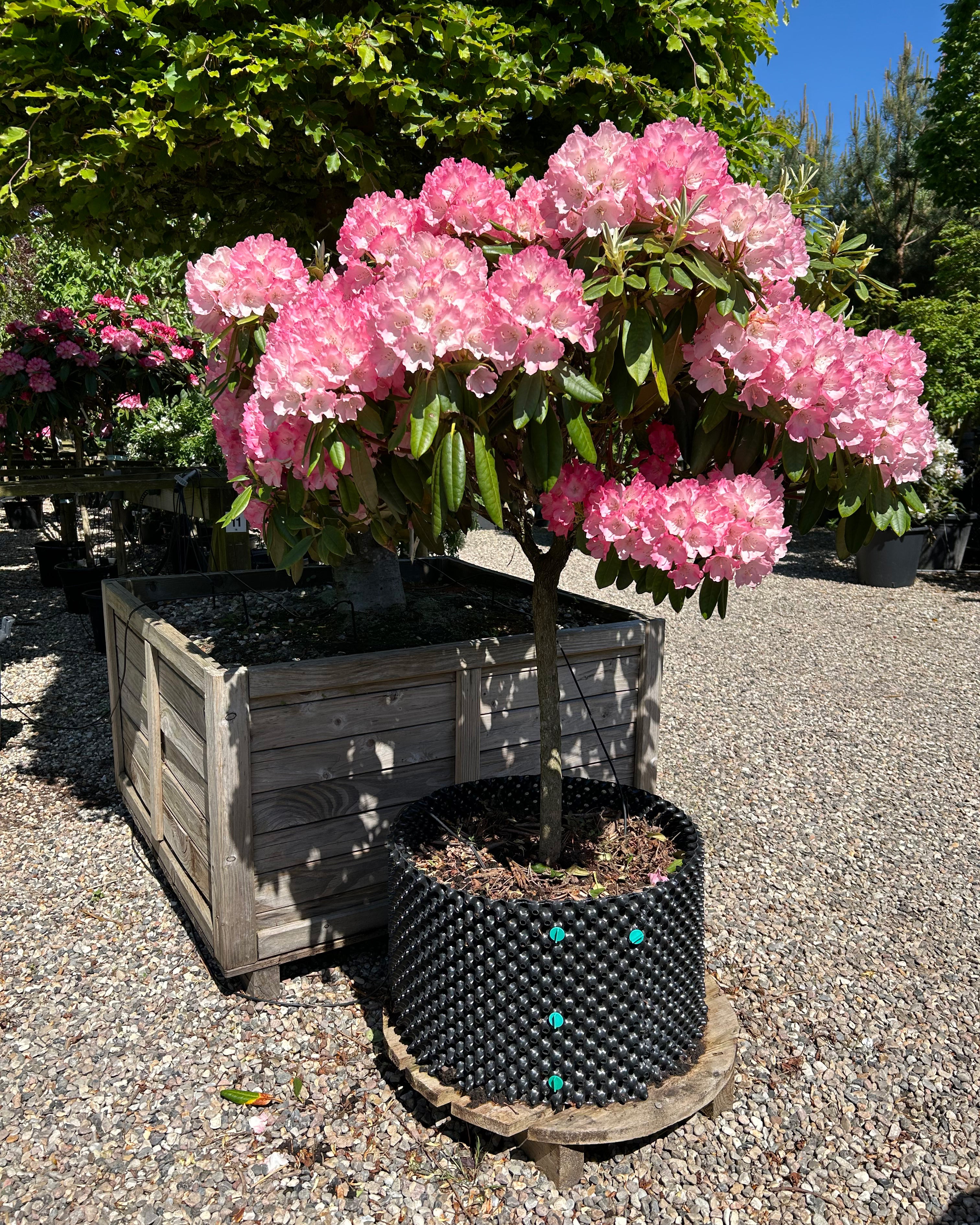 Rhododendron yakushimanum Fantastica: frodig busk med lyserøde blomster i fuldt flor