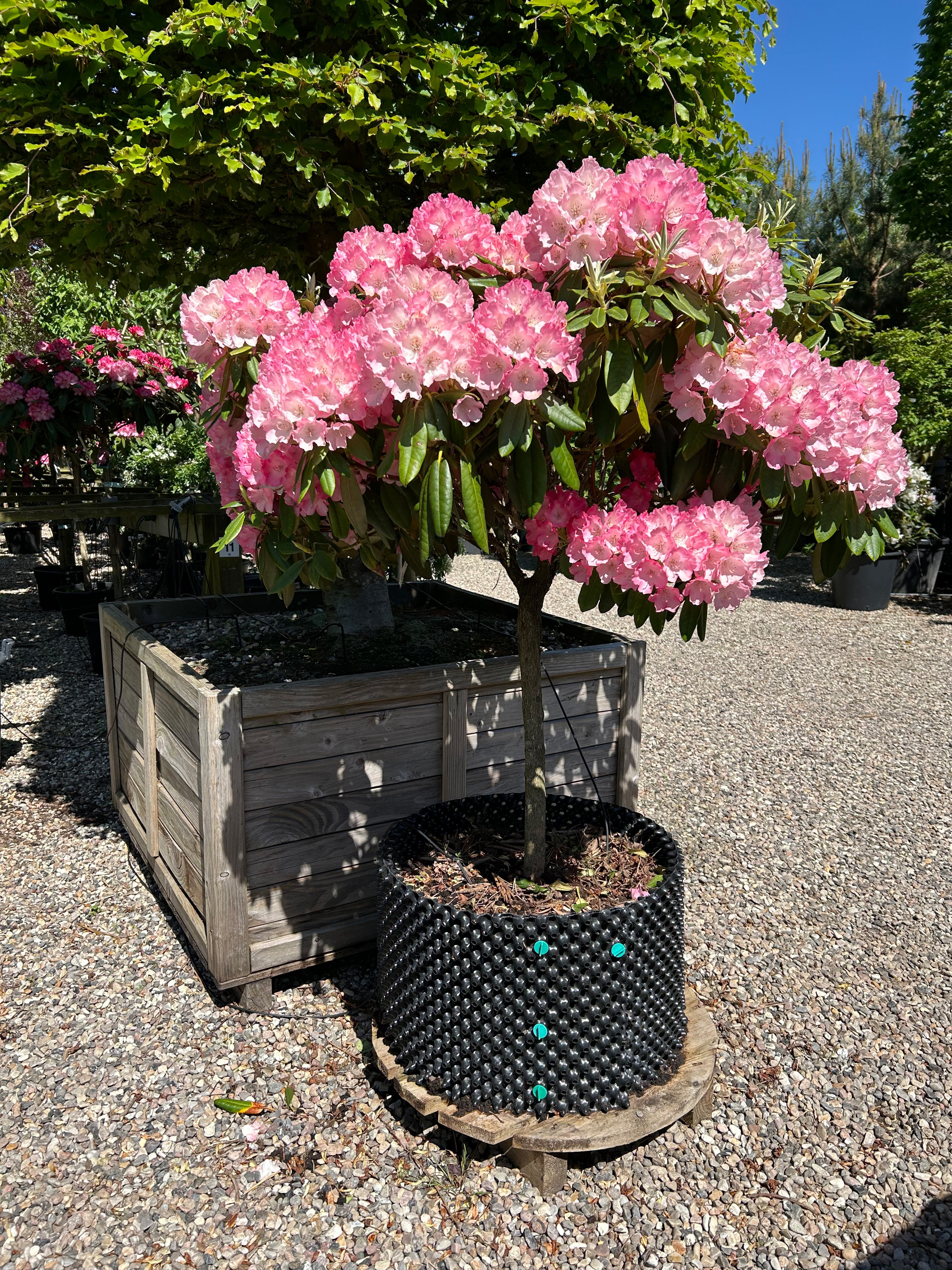 Rhododendron yakushimanum Fantastica: frodig busk med lyserøde blomster i fuldt flor