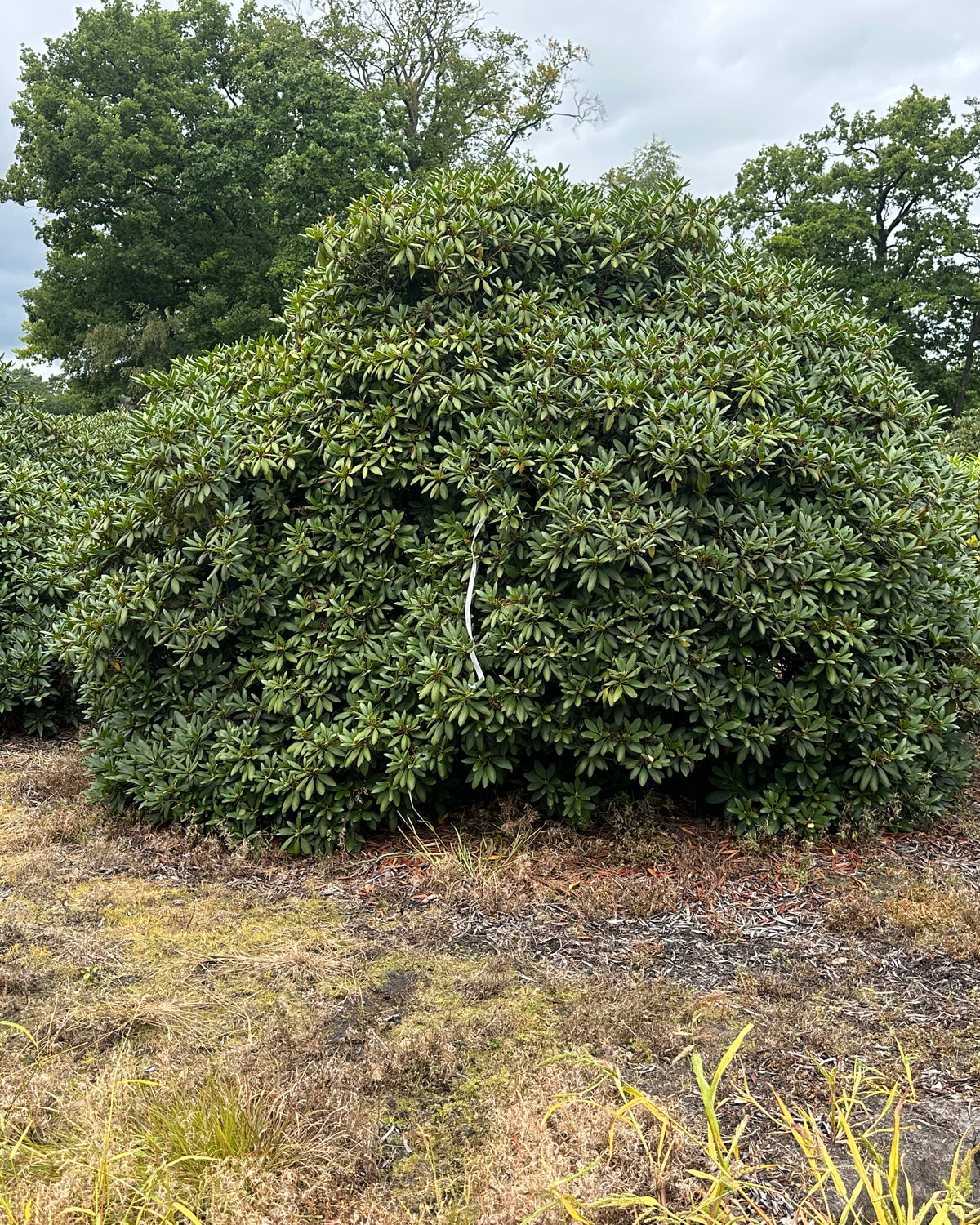 Skulpturel multistammet rhododendron Roseum Elegansen, med en bred og tæt krone af store stedsegrønne blade.