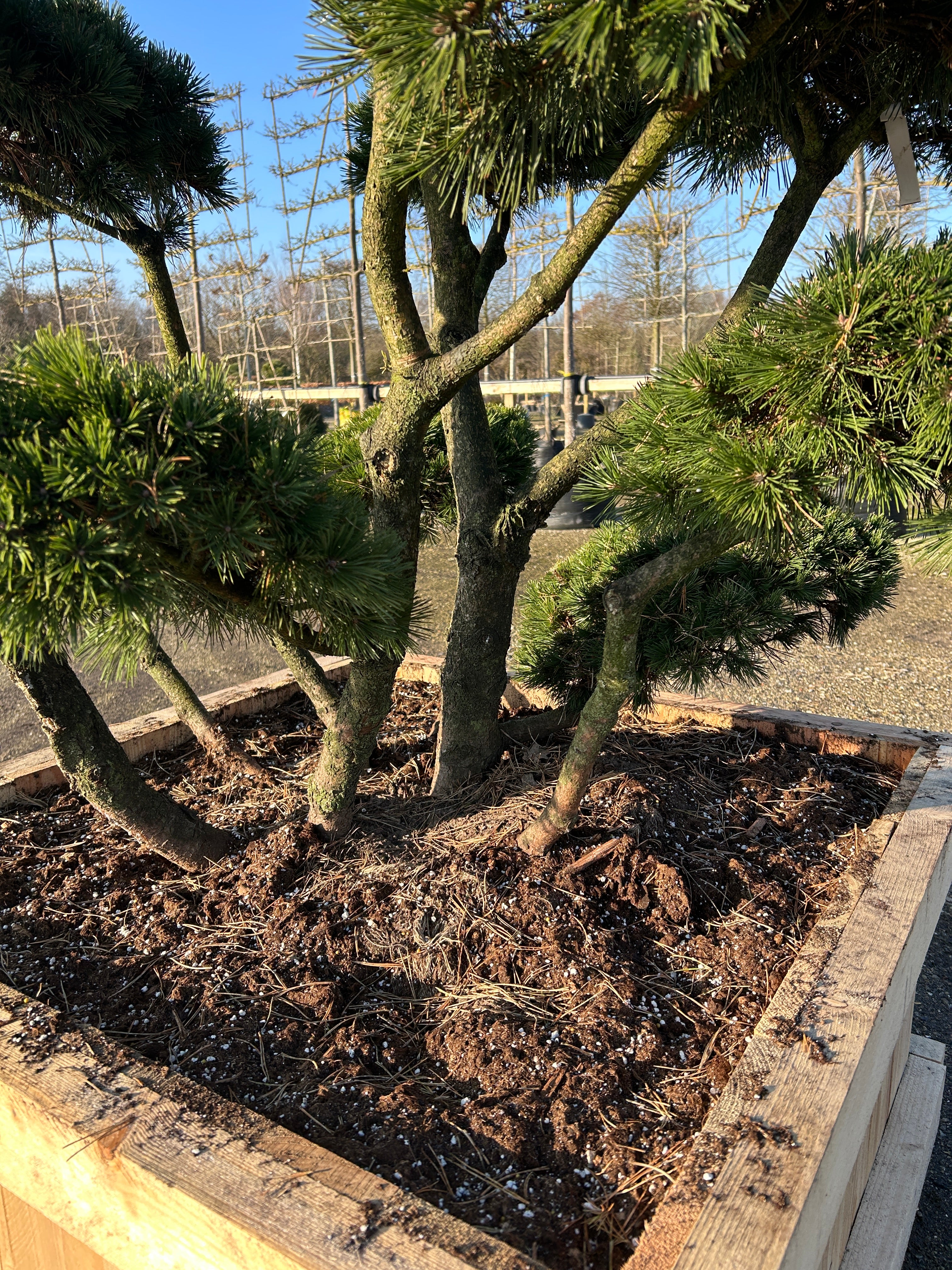 Skulpturelle og dekorative stammer med grov bark.