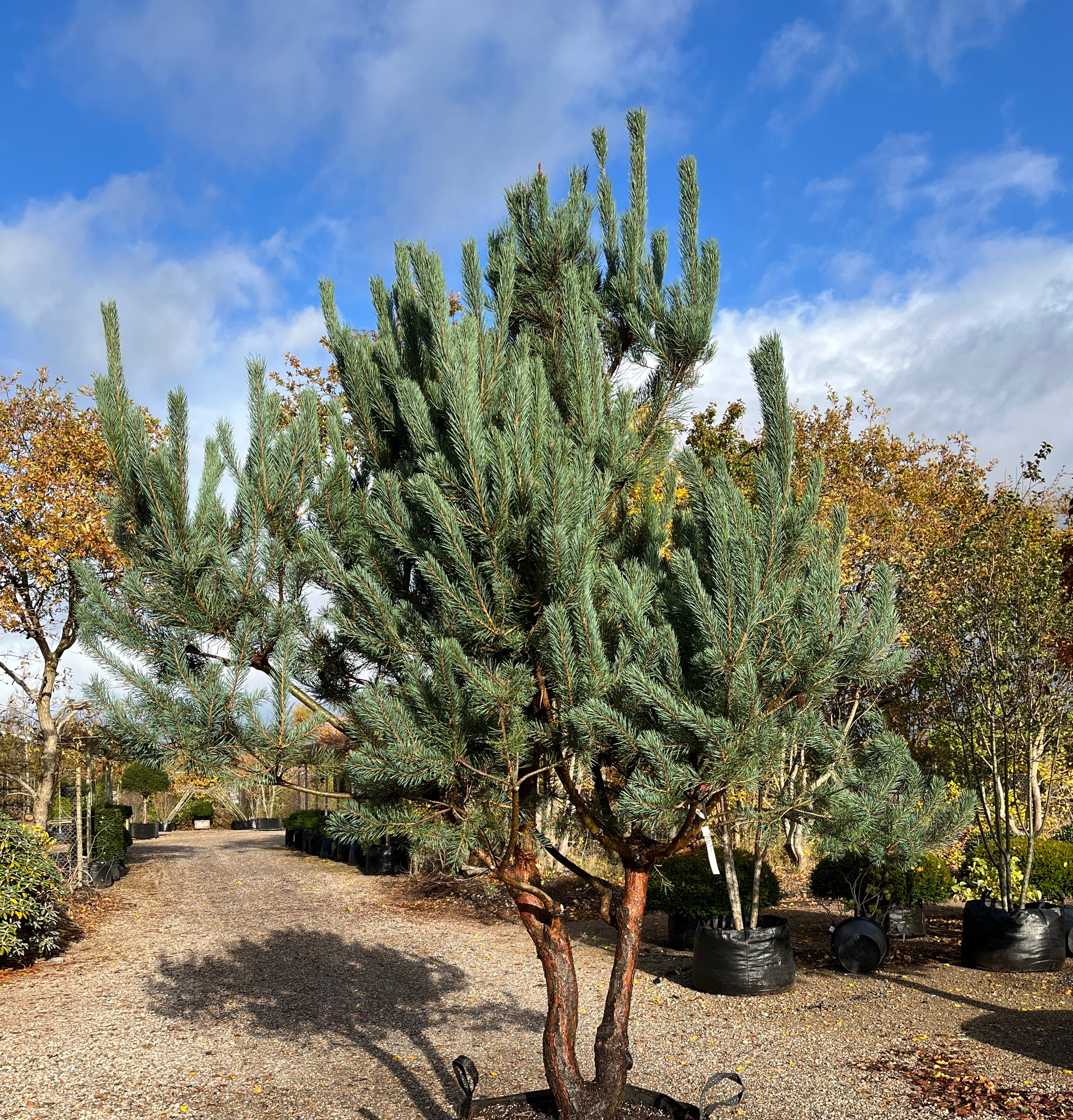 Pinus sylvestris, Skovfyr der står med sine kroget stammer i den karakterisk rødbrune barkfarve.