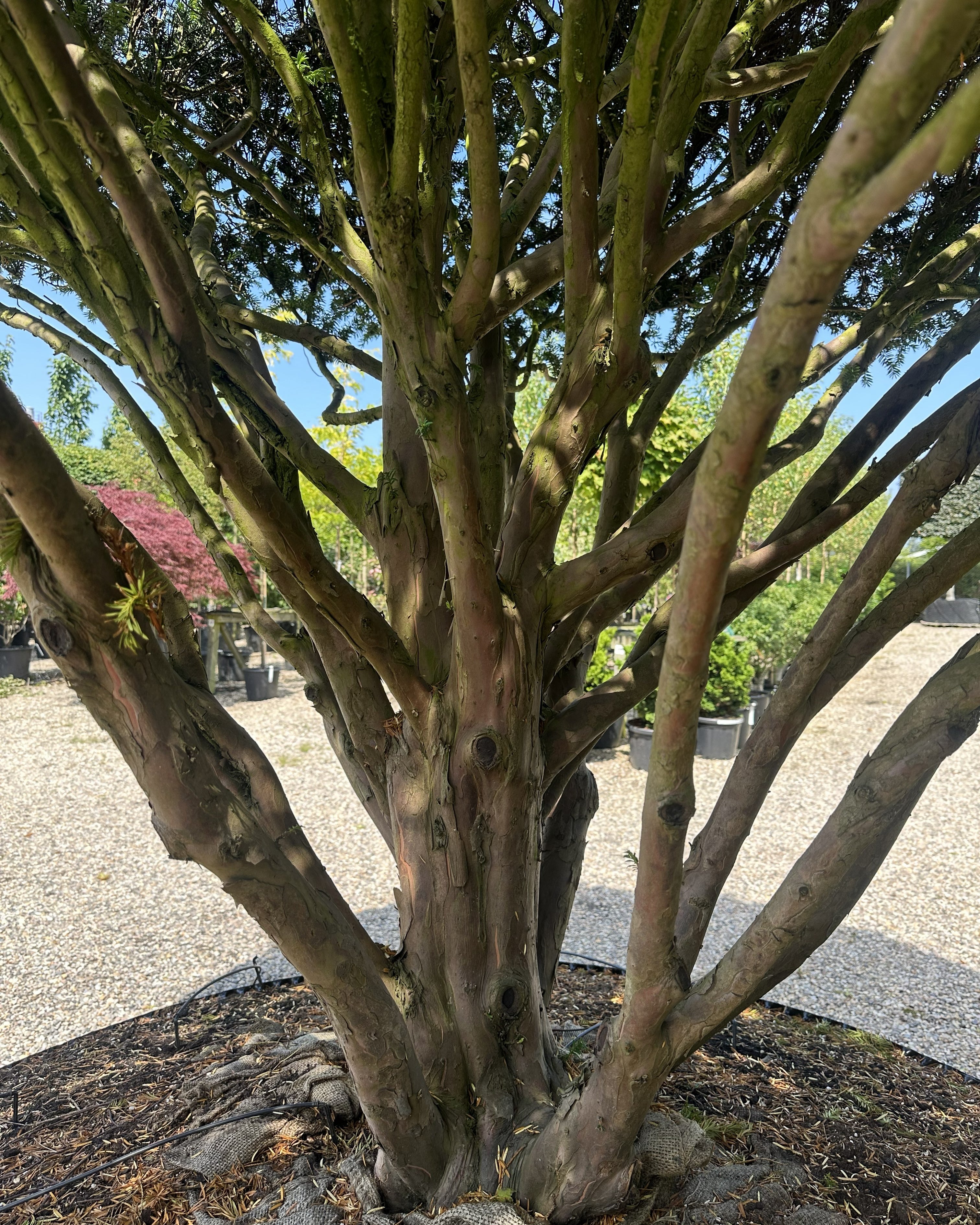 Stammerne på skulpturel taks, Taxus baccata, flot glat bark på de ældre grene